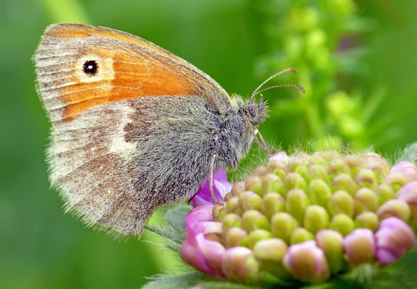 Maniola jurtinia