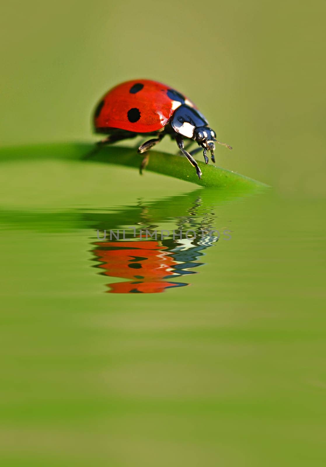 Ladybird