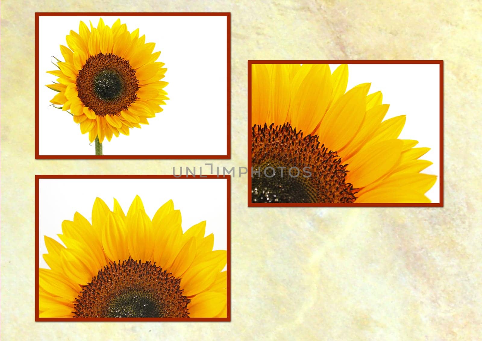 Sunflower Postcard