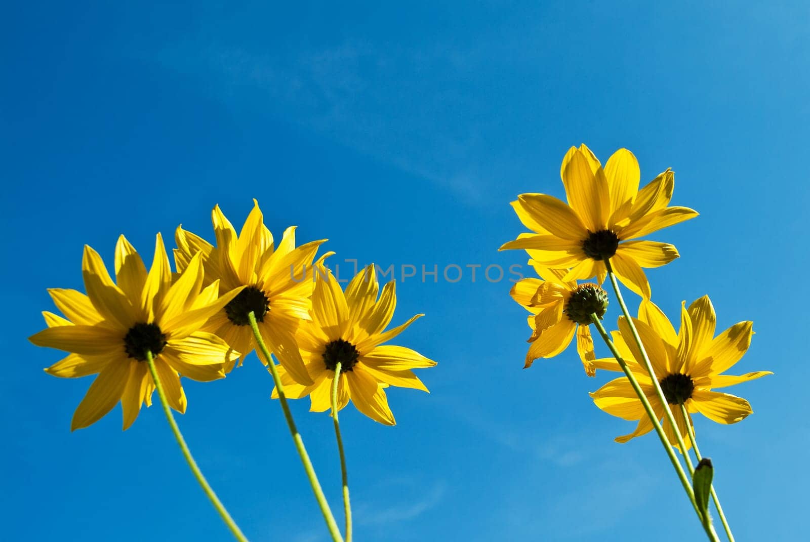 Sunflowers in front of blue sky