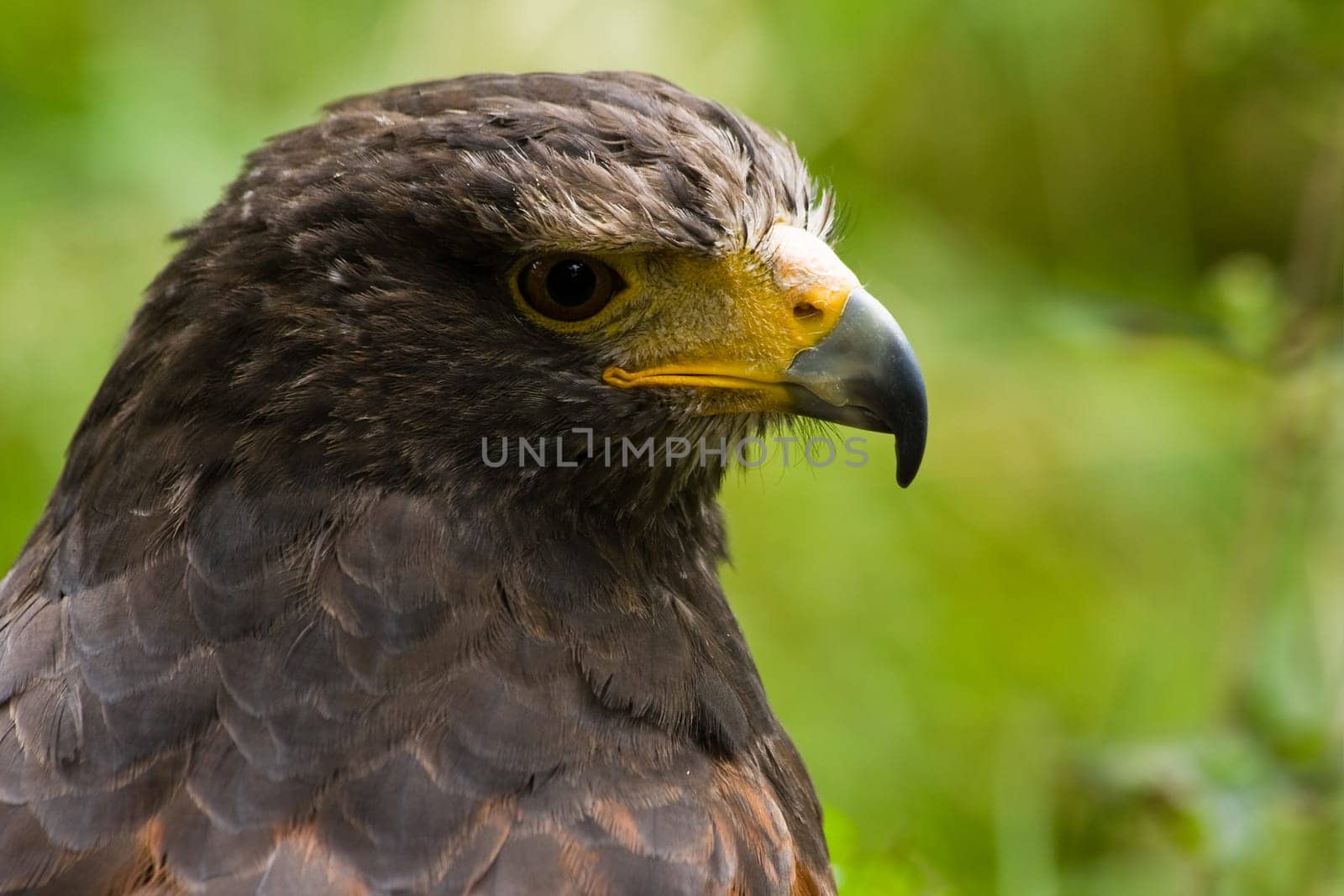 Portrait of Harris hawk