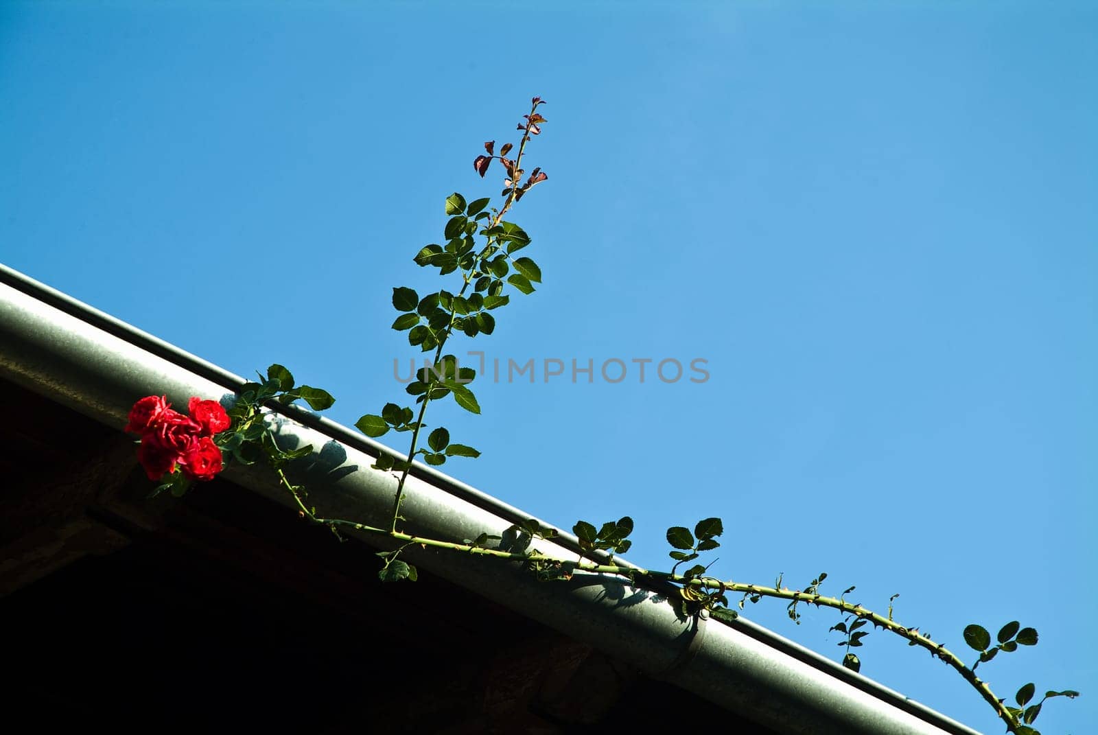 Rose on the roof