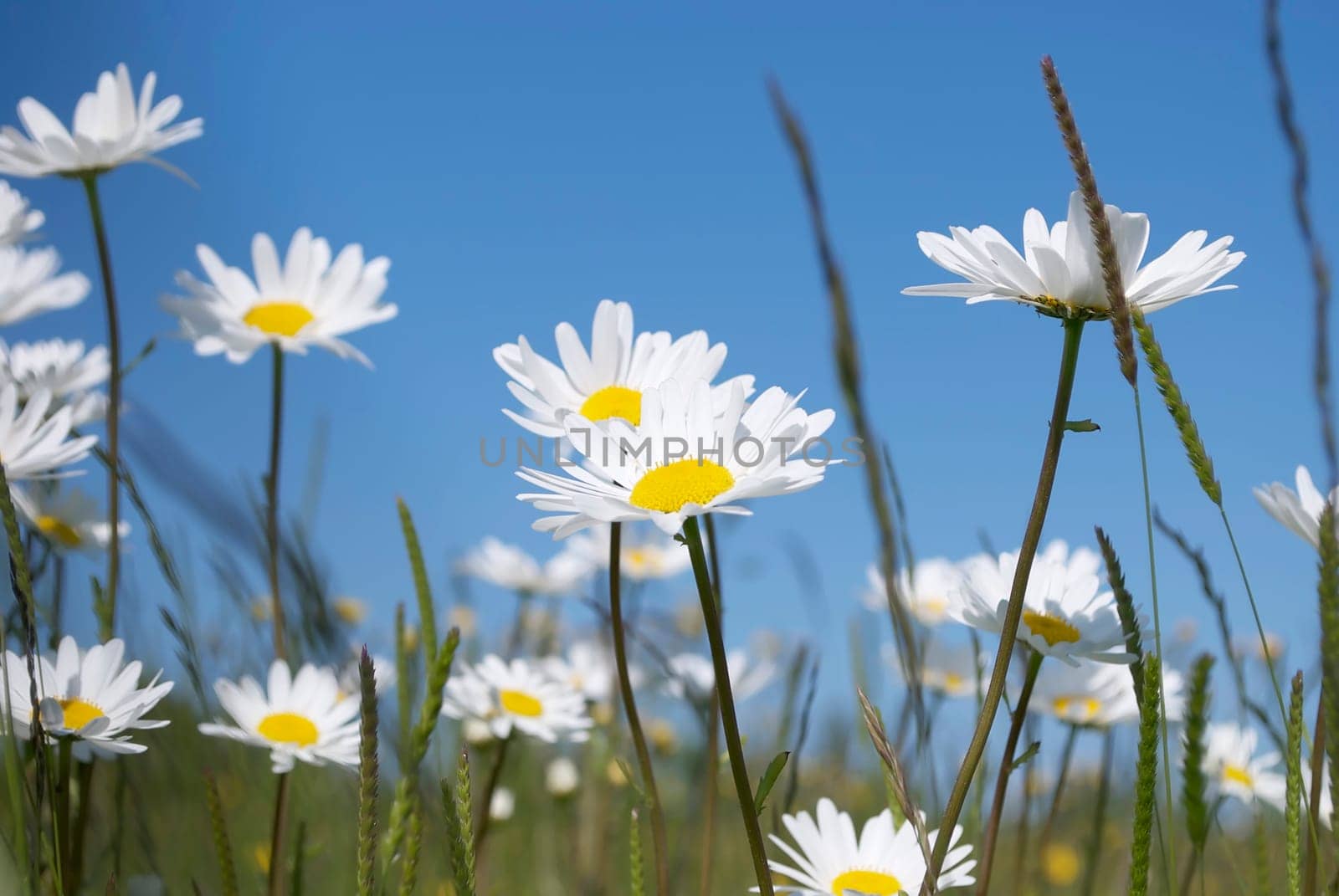 Daisy