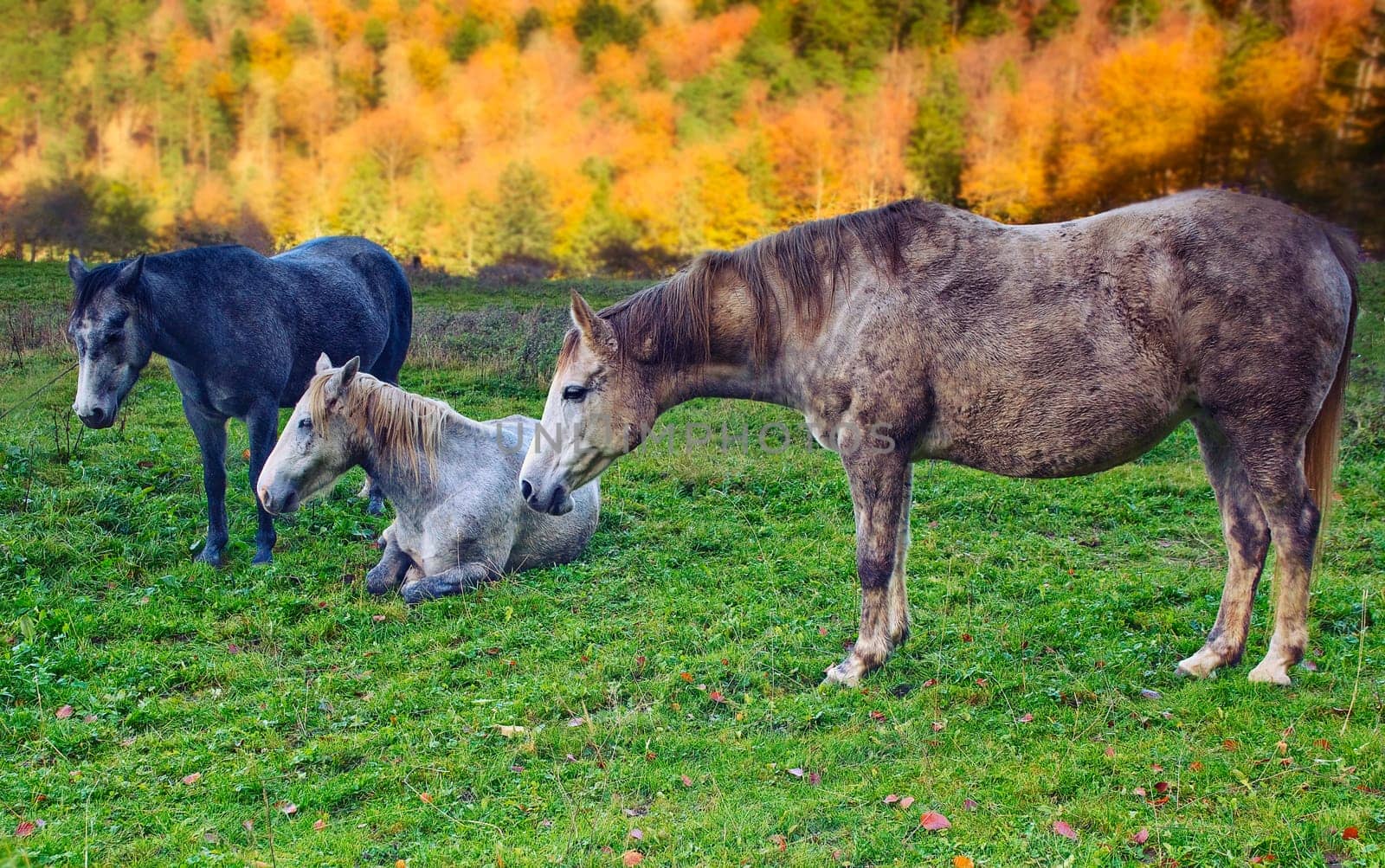 Three Horses