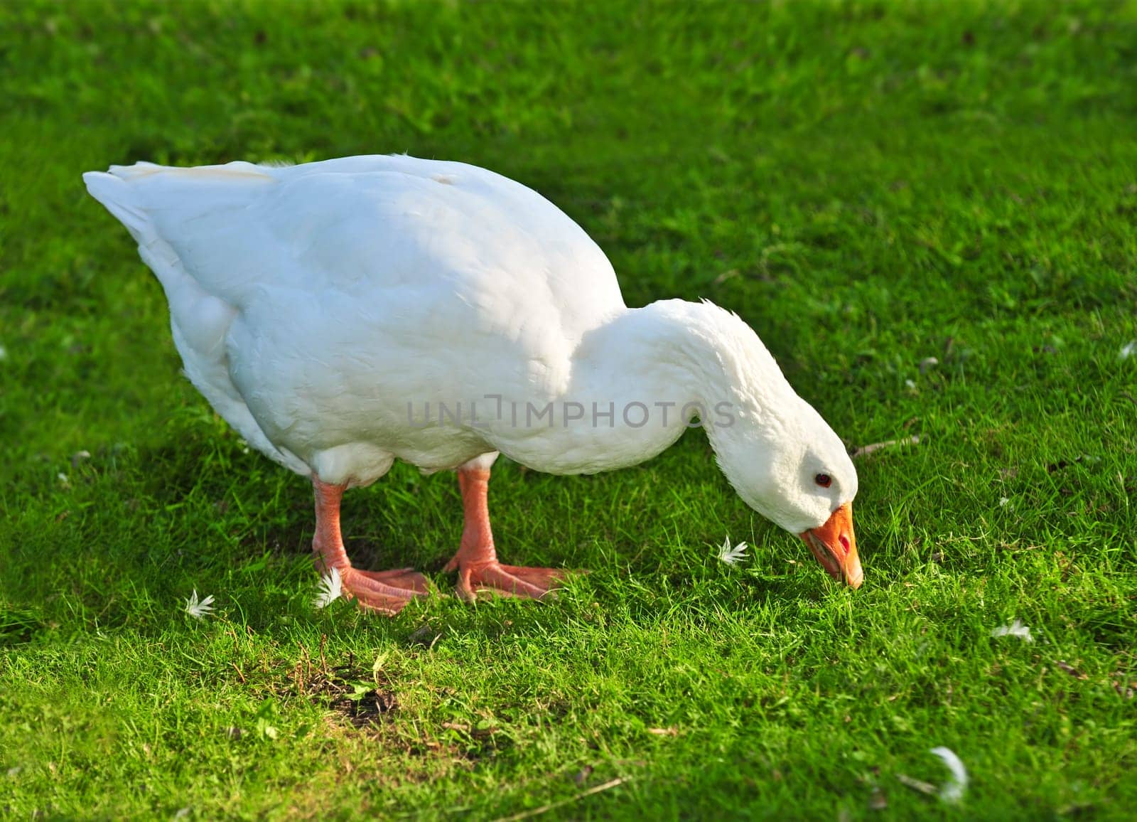White goose