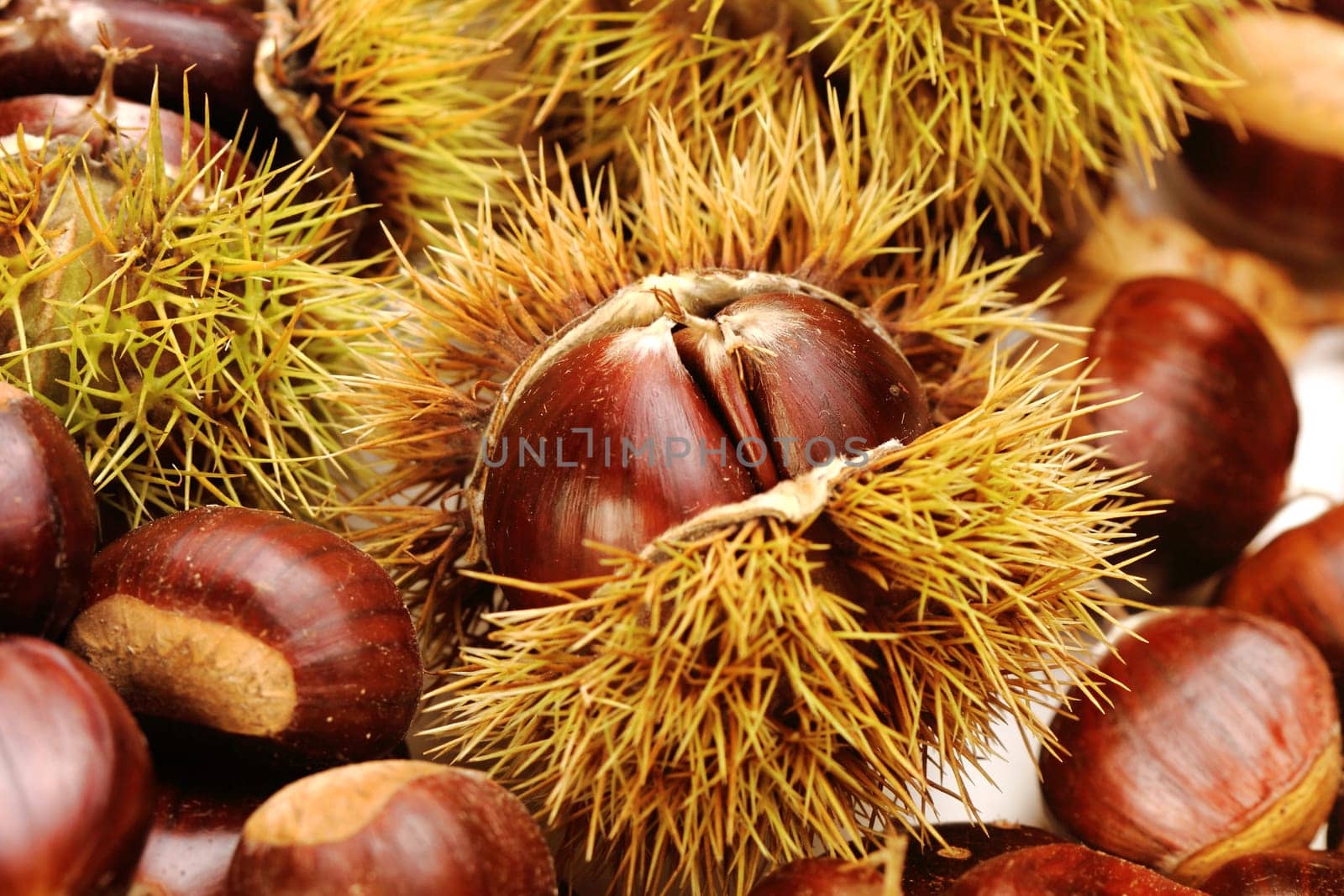 chestnut background