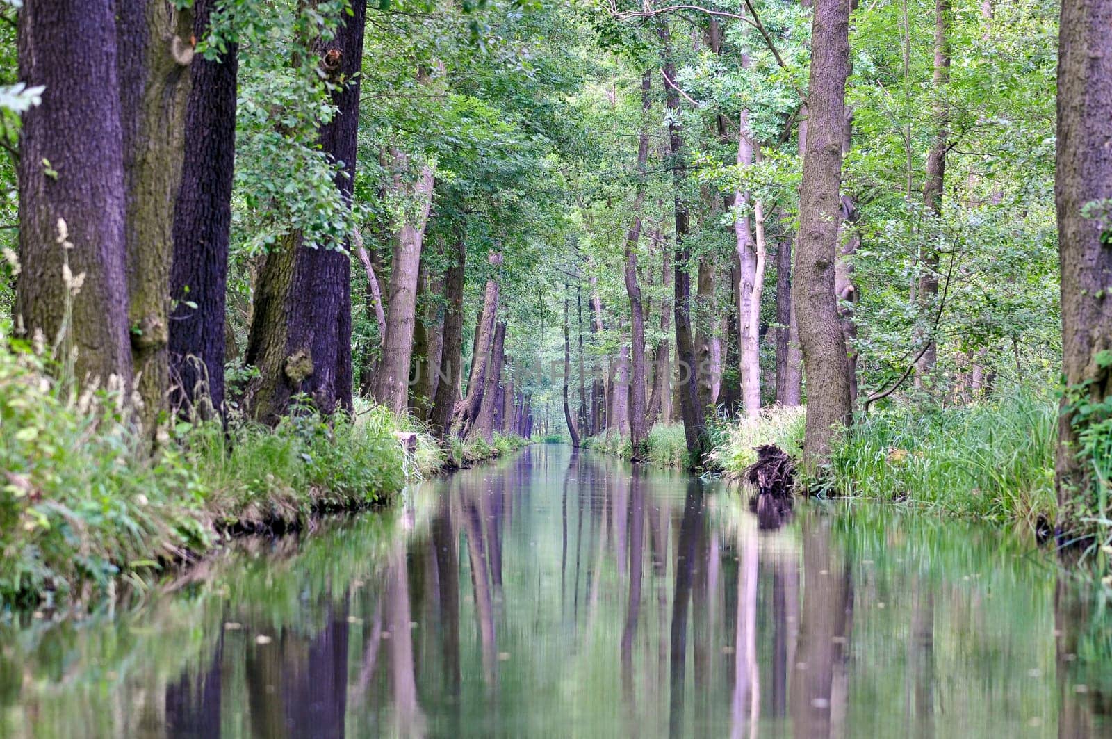 View from the boat into the Spreewald