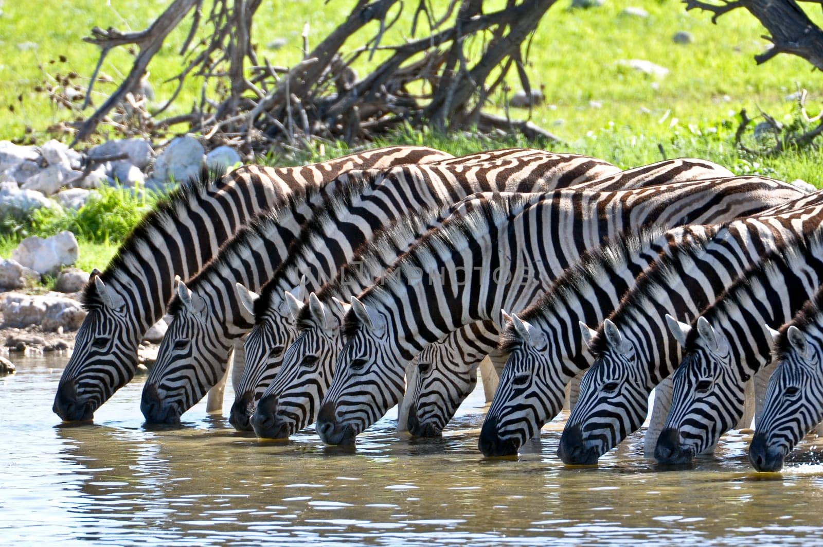 Drinking Zebras