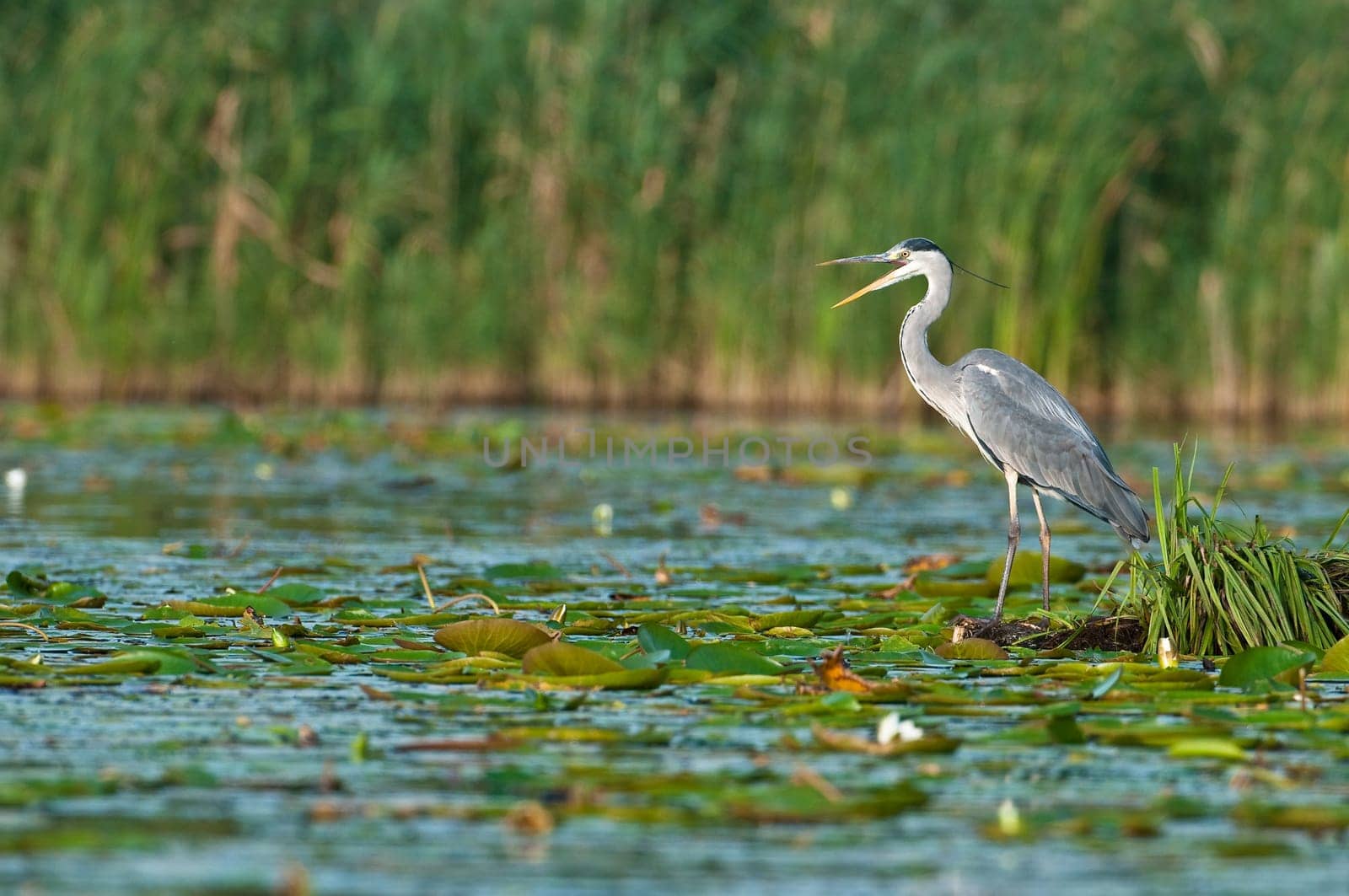 Grey Heron on the hunt