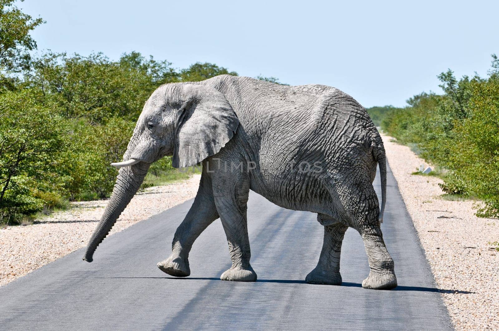 Elephant in traffic
