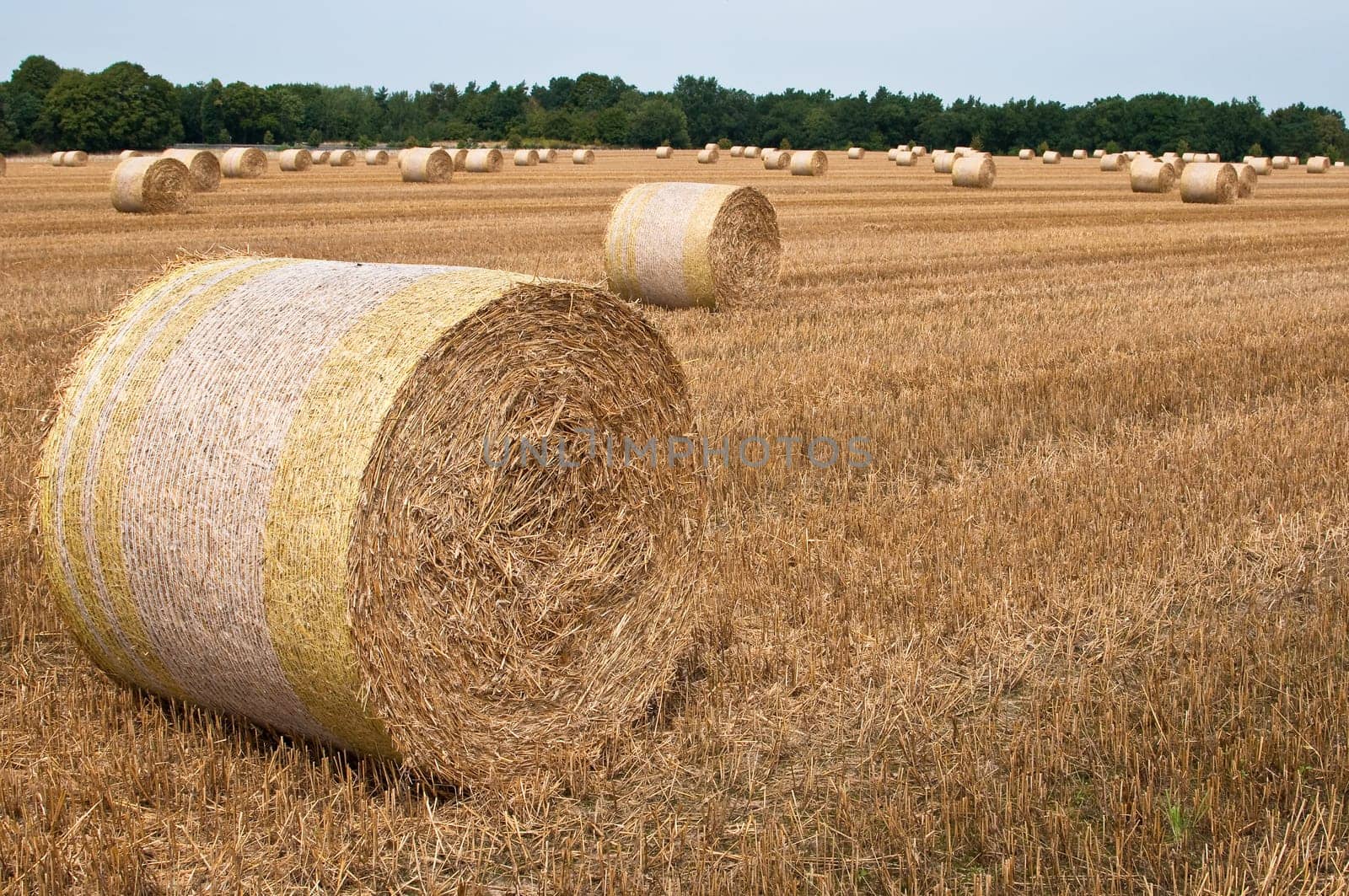 Wheat field after harvest