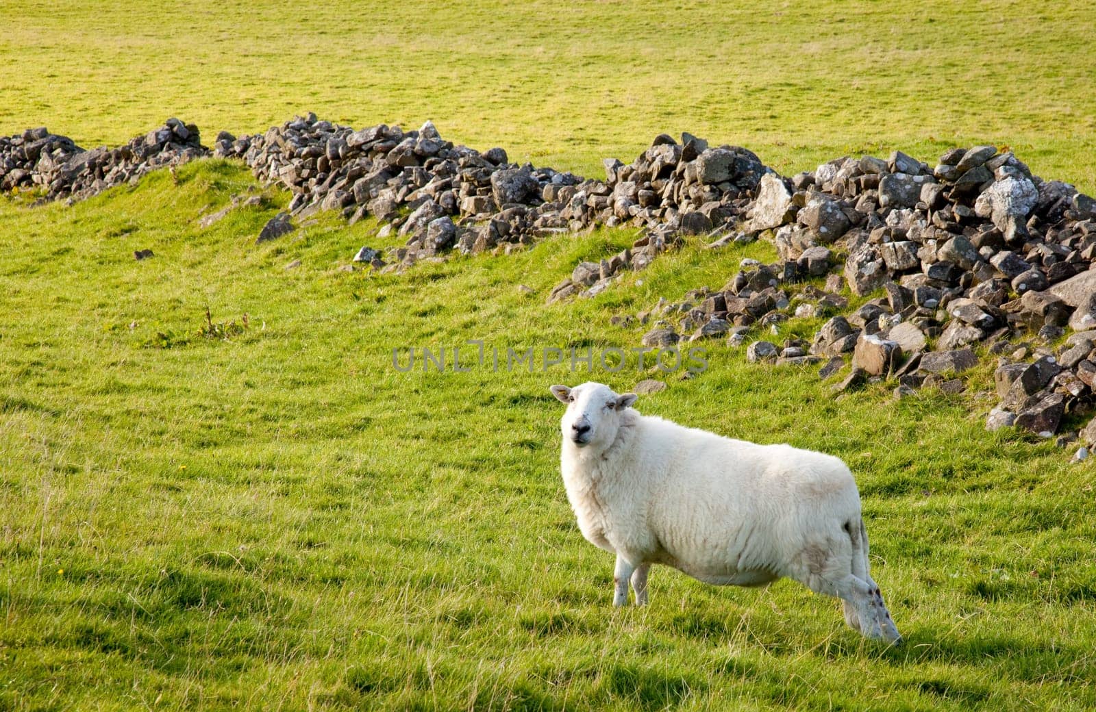 Welsh lamb in verdant meadow