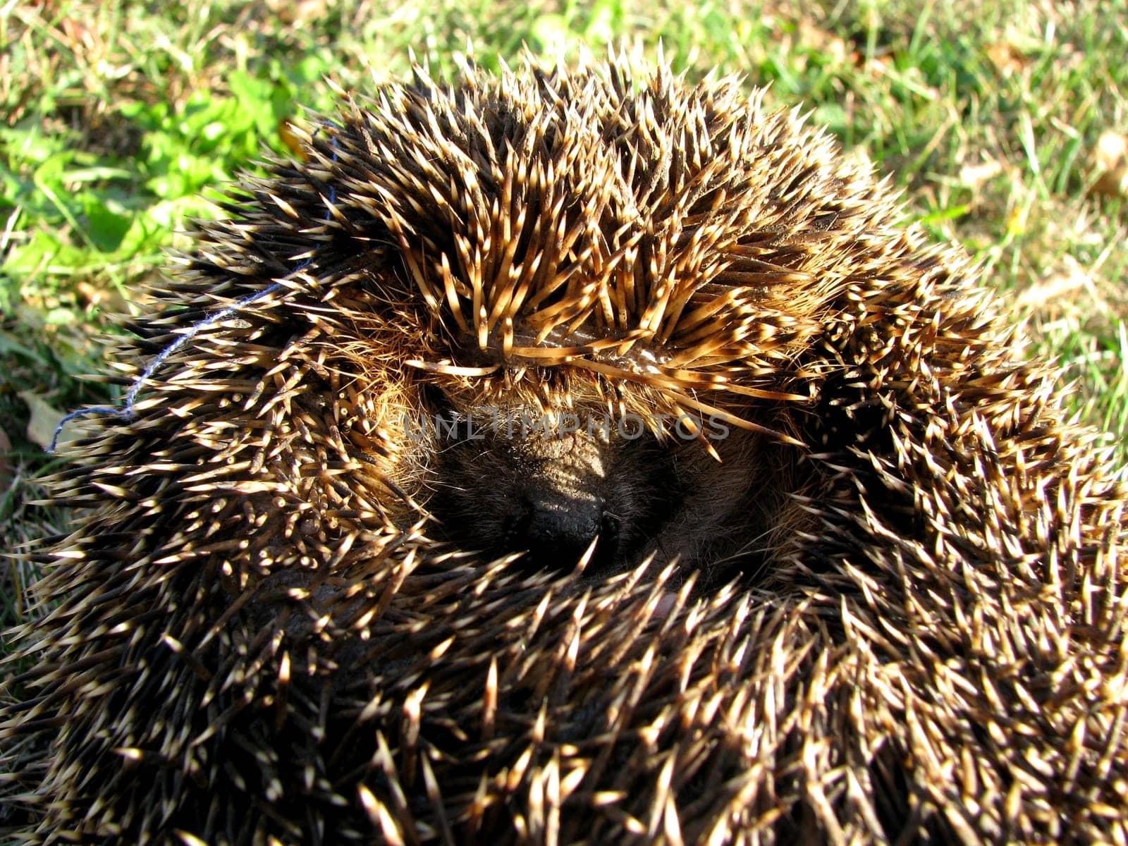 curled hedgehog