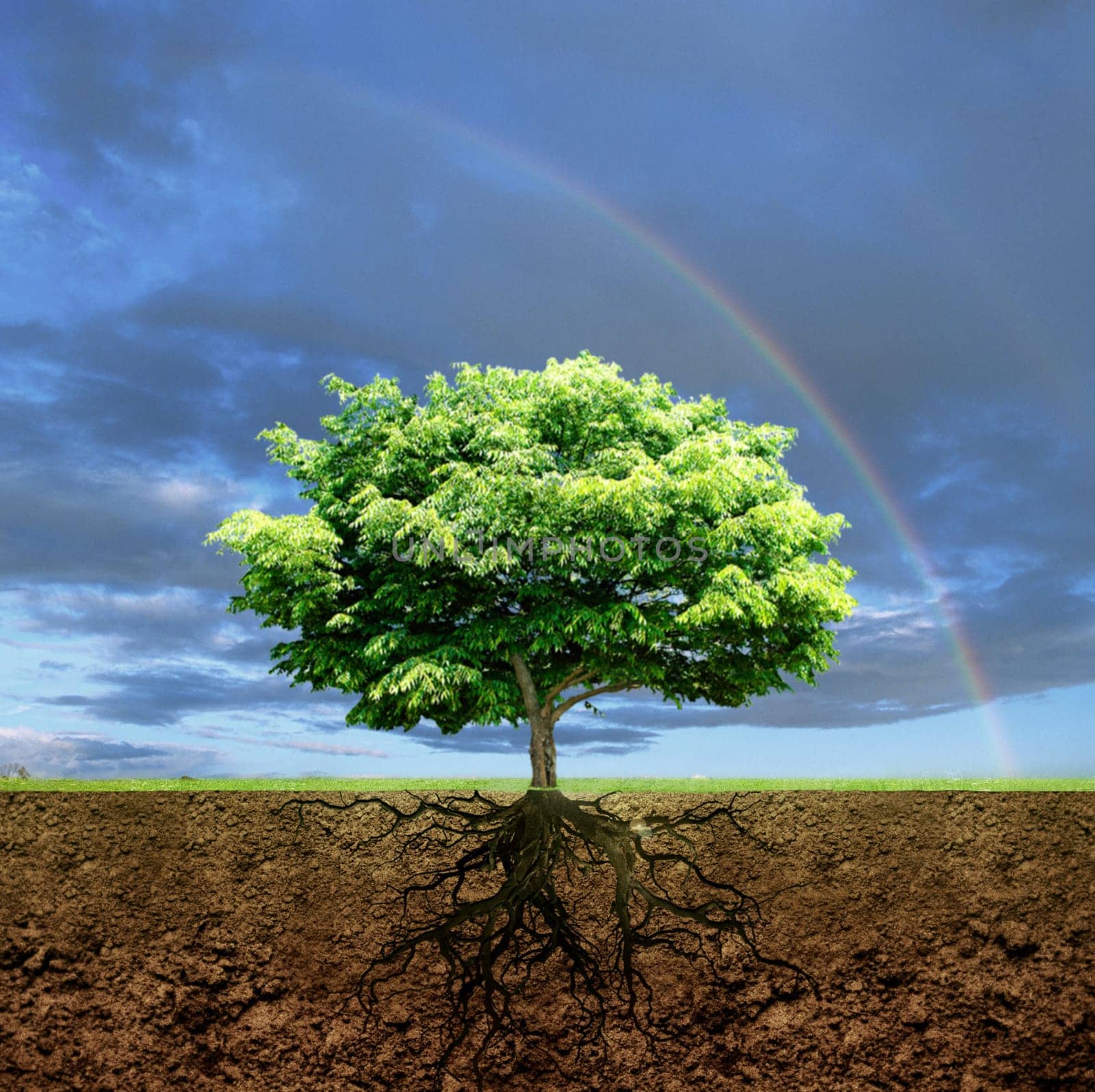 Roots of life