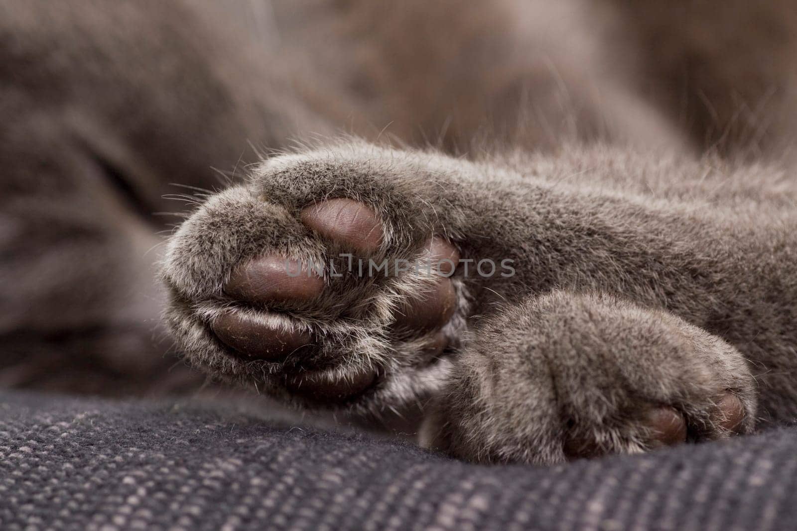 cute gray paw