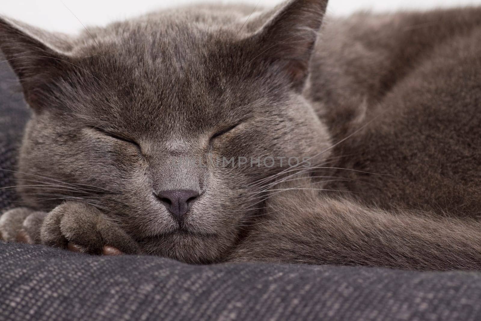 gray cat on a sofa