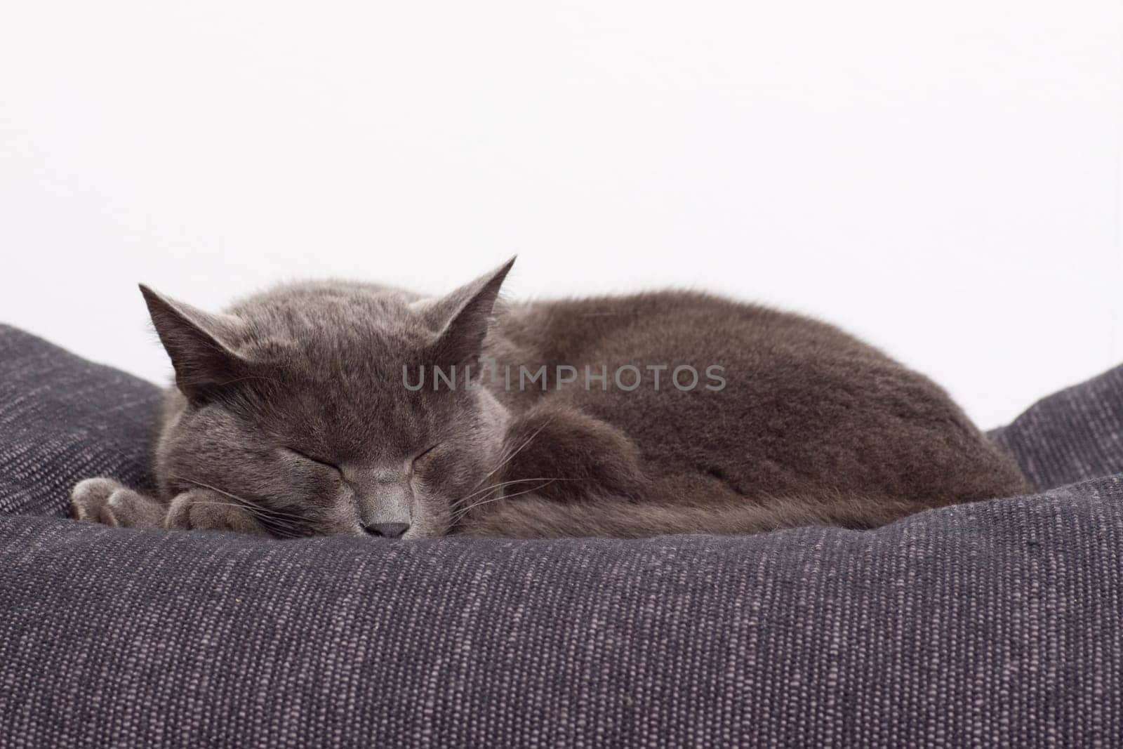 gray cat on a sofa