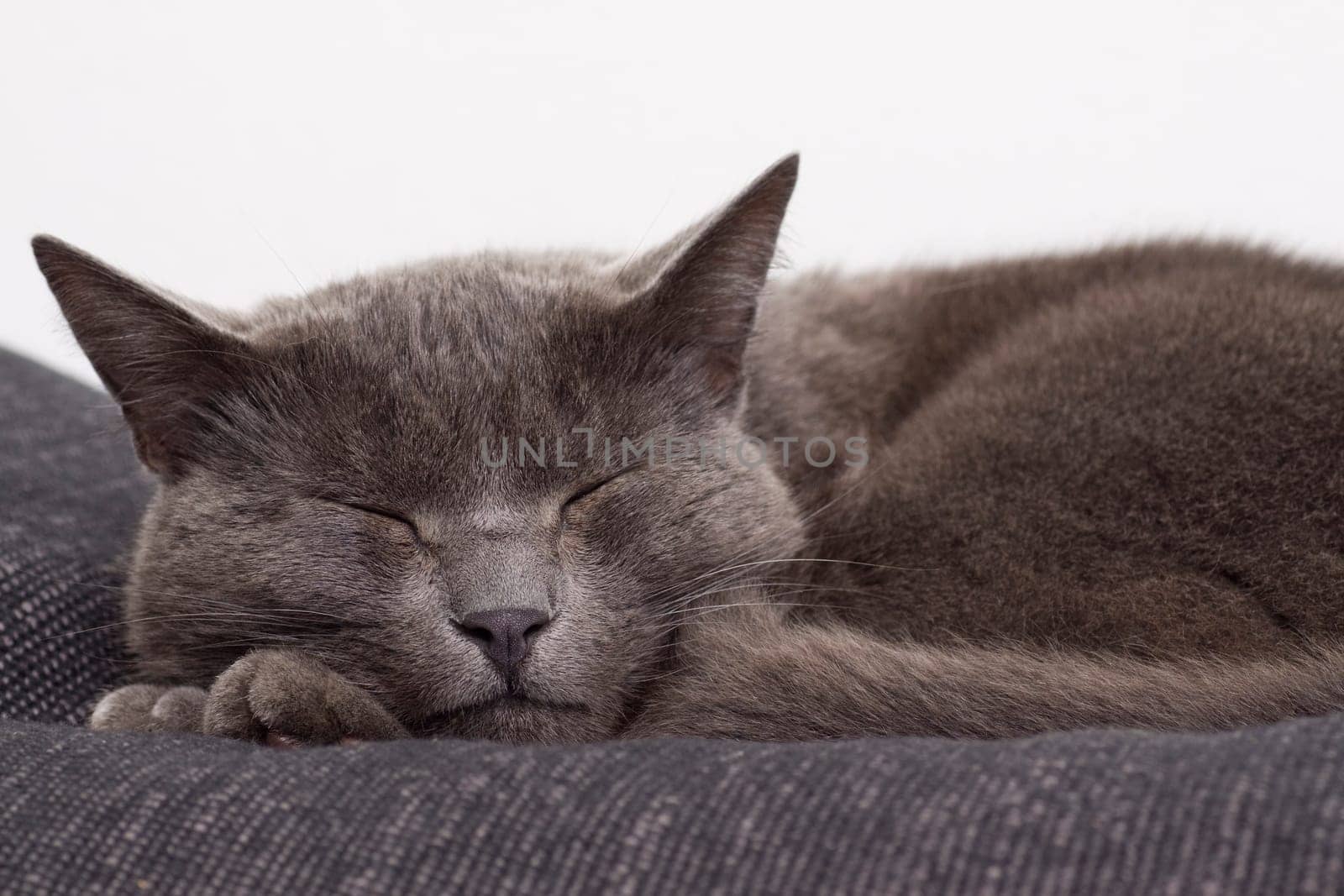 gray cat on a sofa
