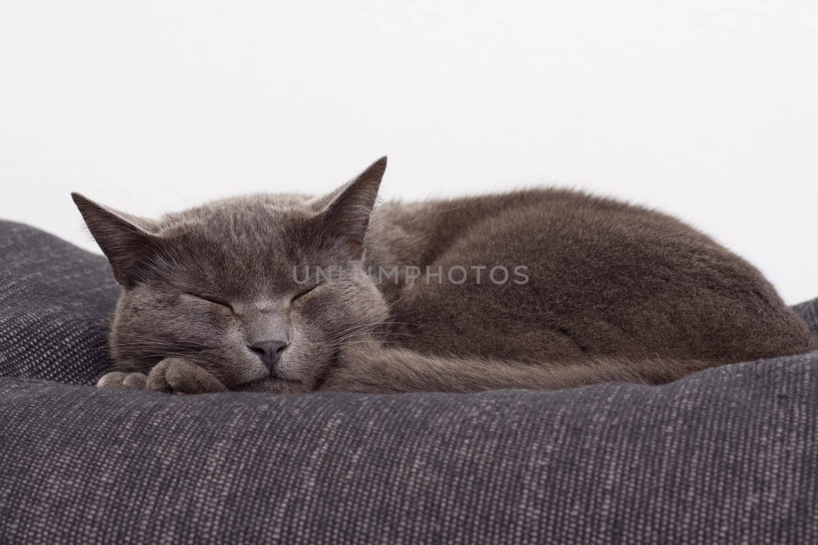gray cat on a sofa