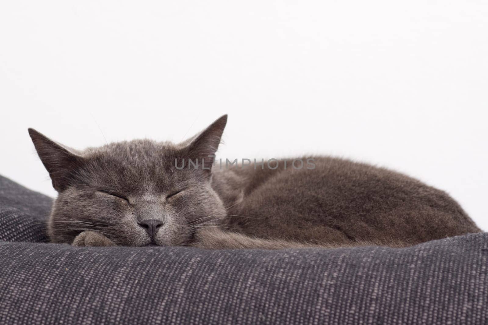 gray cat on a sofa