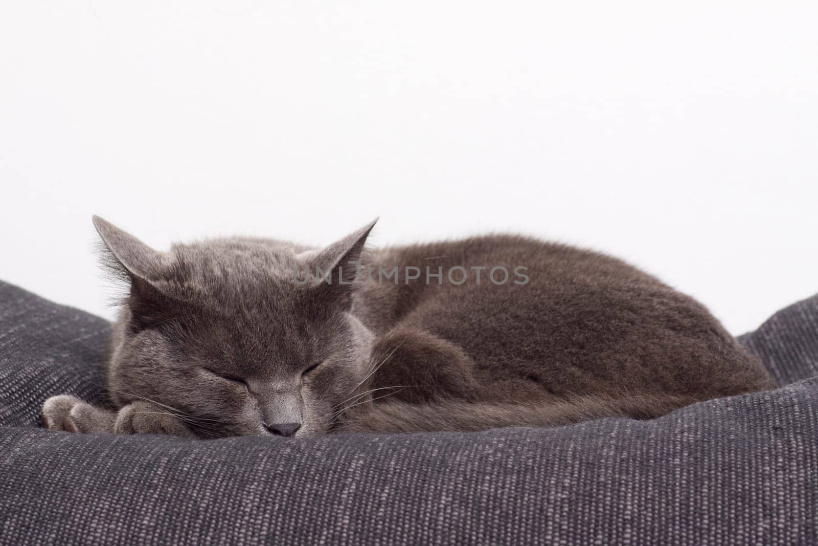 gray cat on a sofa