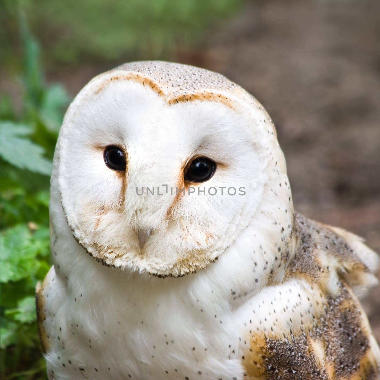 Barn owl or Church owl - square image