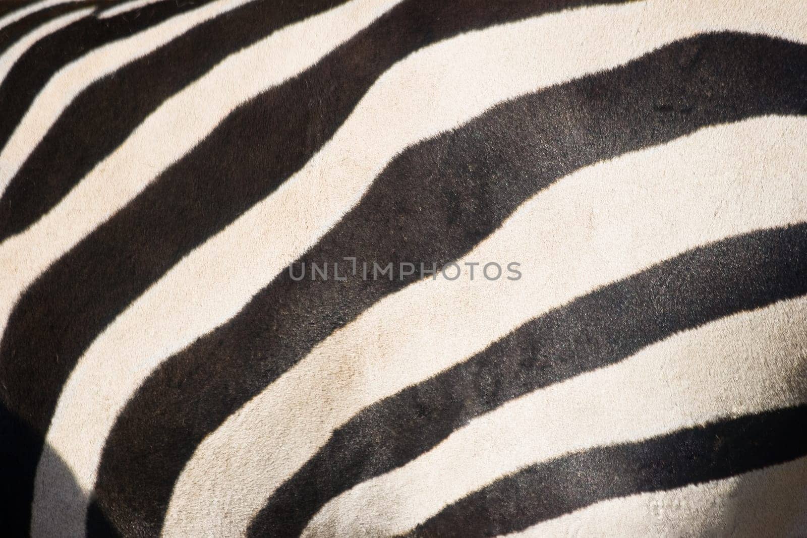 Animal backgrounds - Zebra path