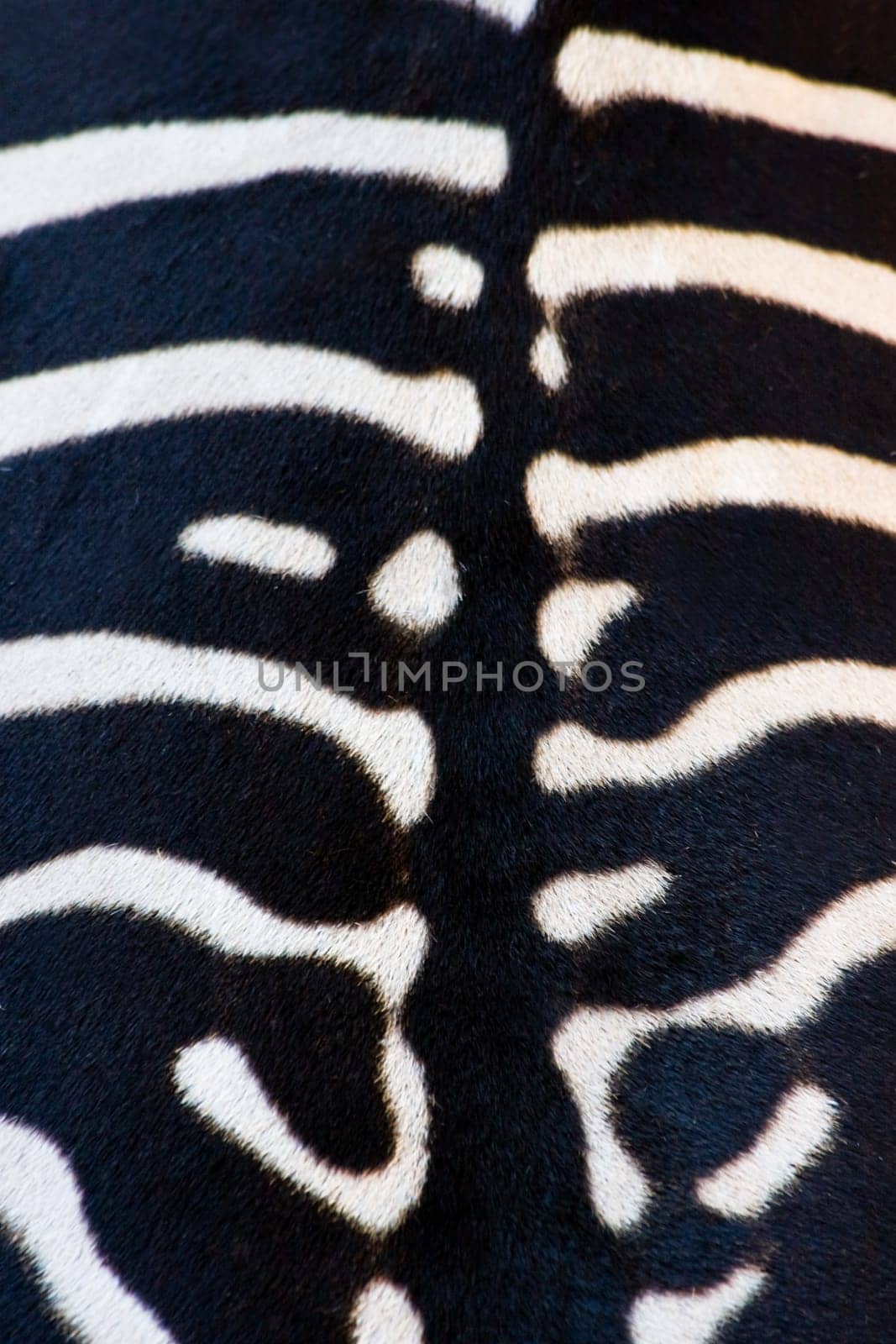 Animal backgrounds - Zebra backside