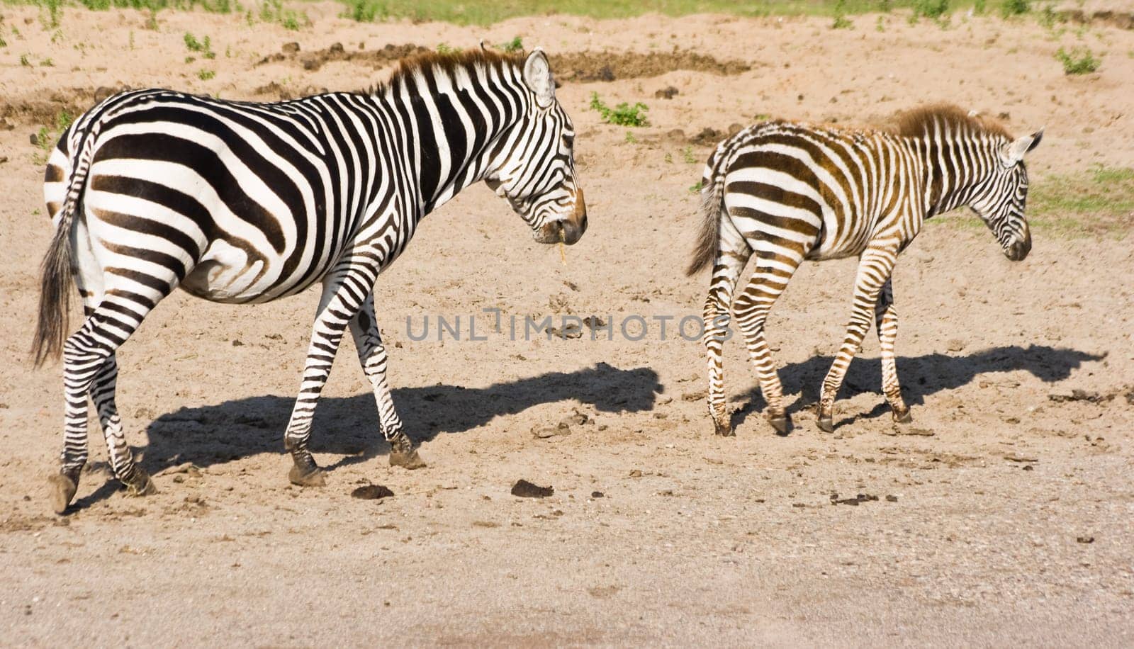 Zebras, mother and foal, passing by
