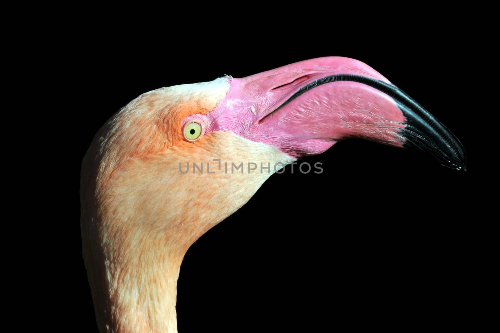 Greater flamingo