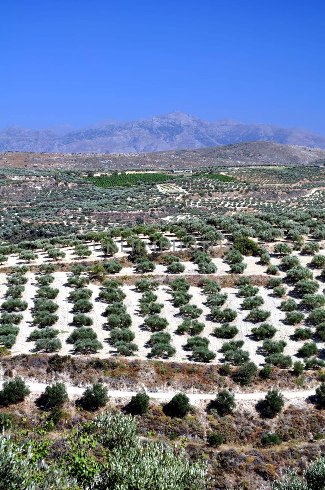 Agriculture in Crete, Greece.