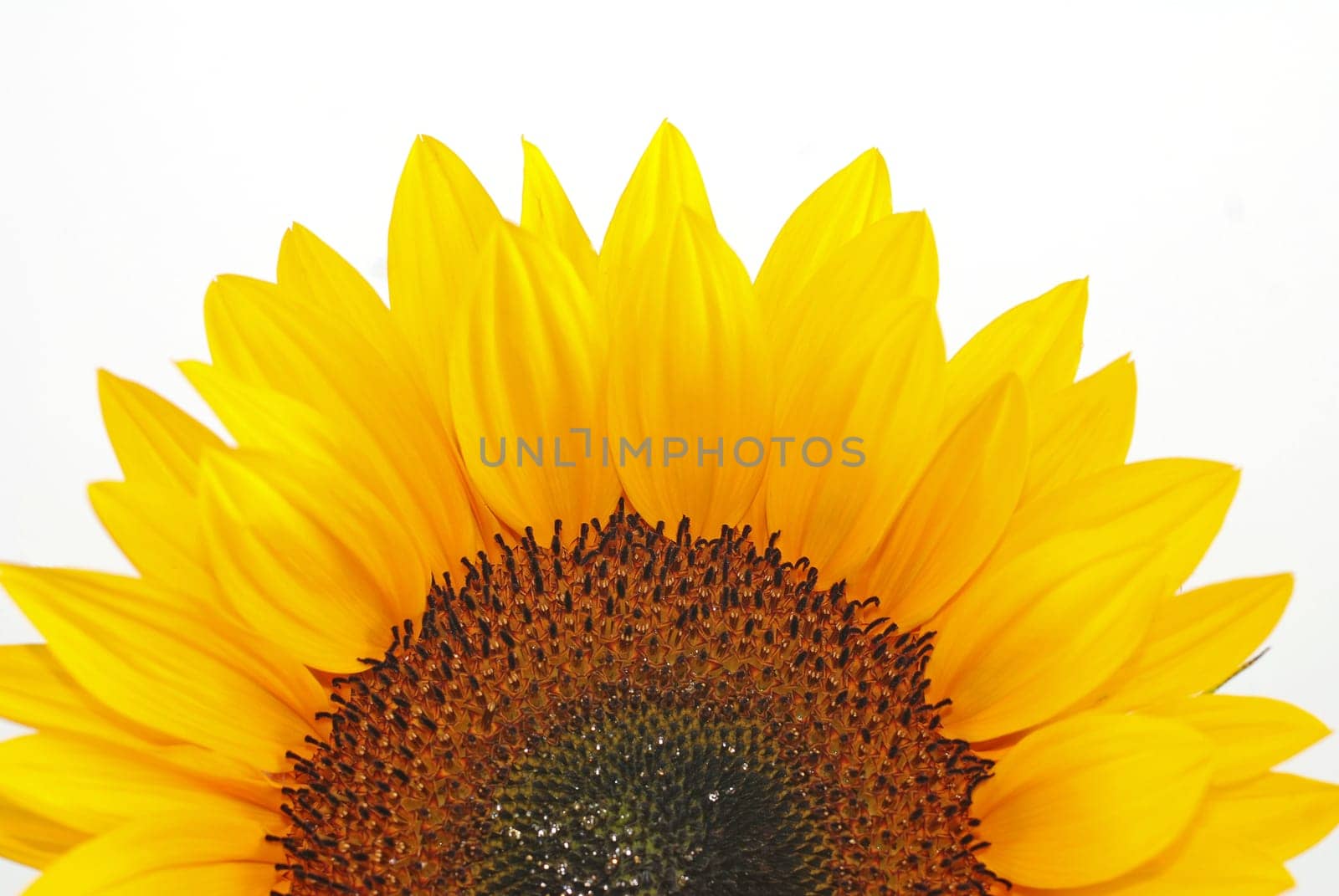 half sunflower