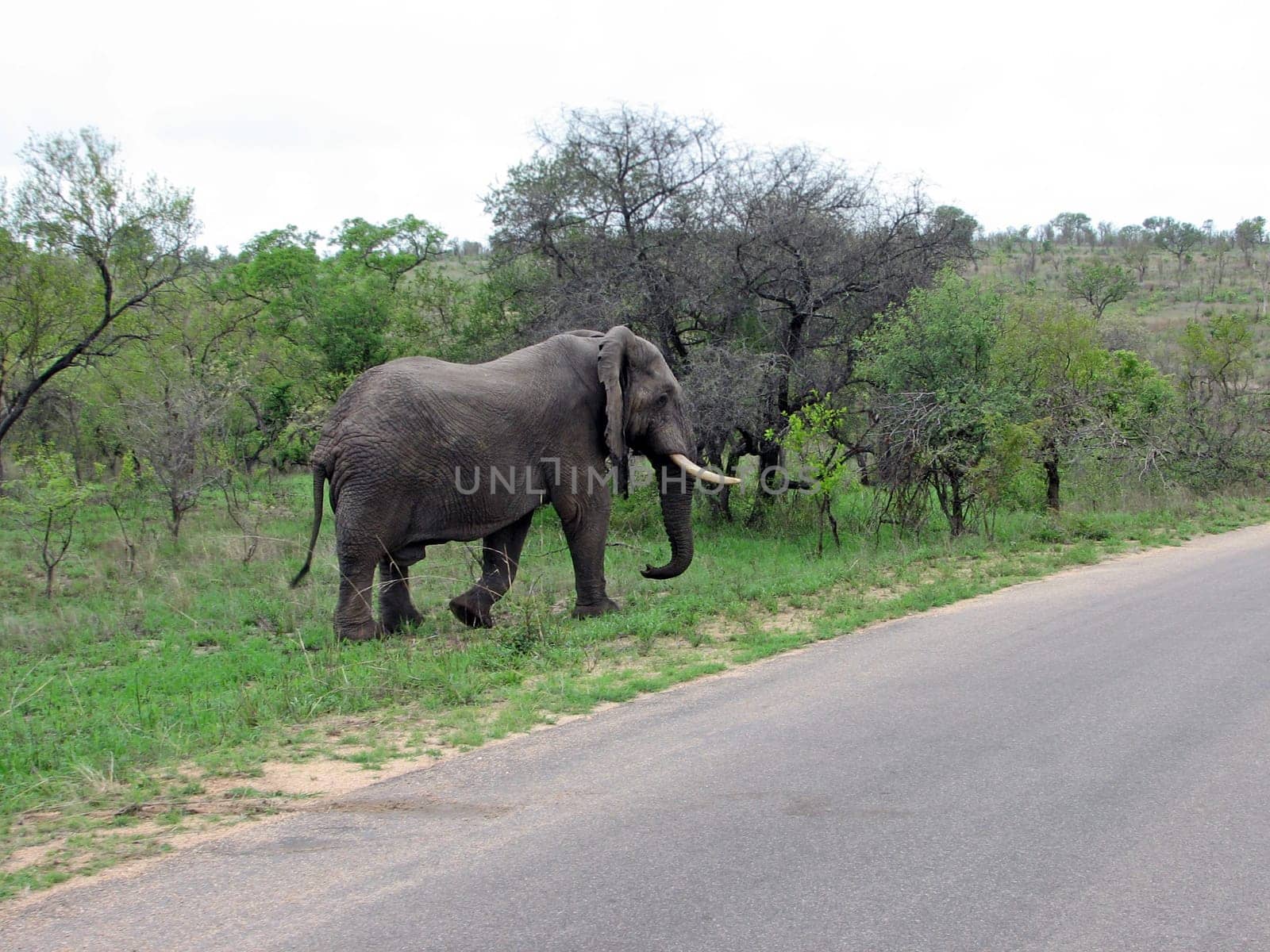 Elephant in South Africa
