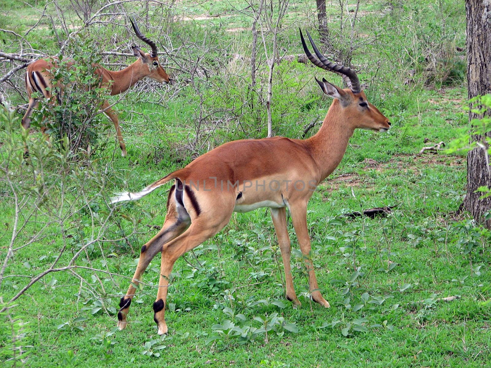 Two Impala Antelopes