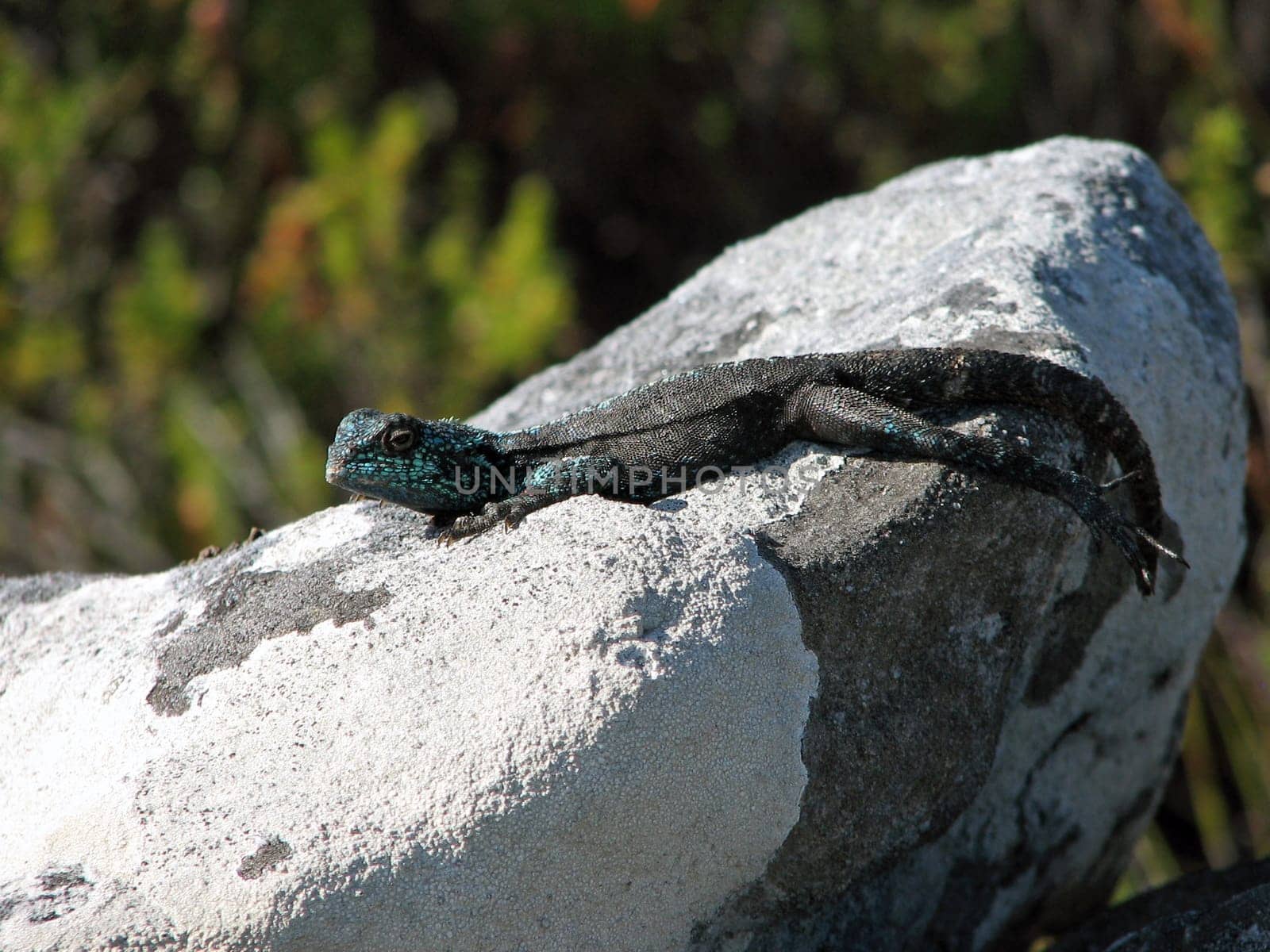 Lizard in South Africa