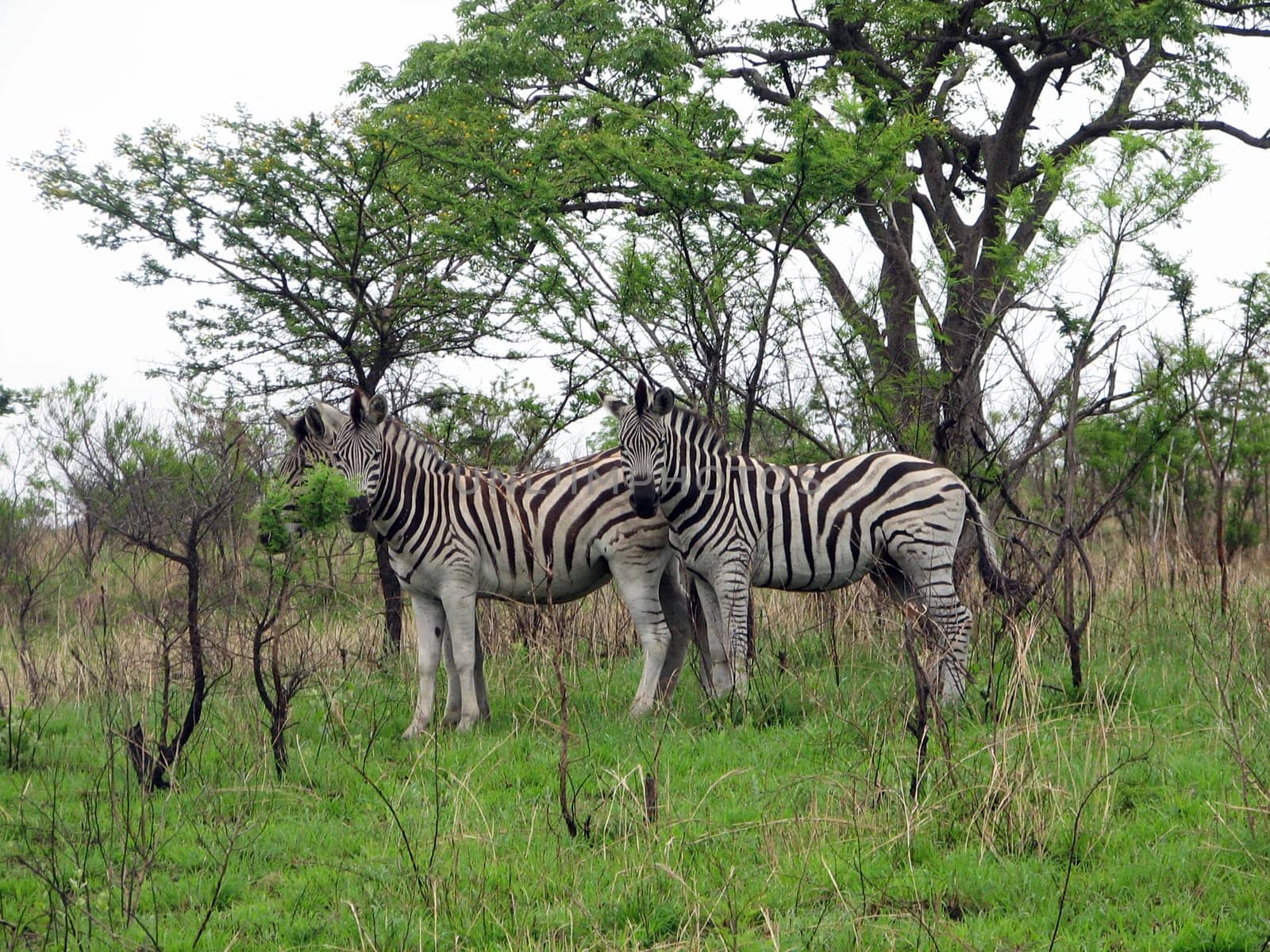 Three Zebras