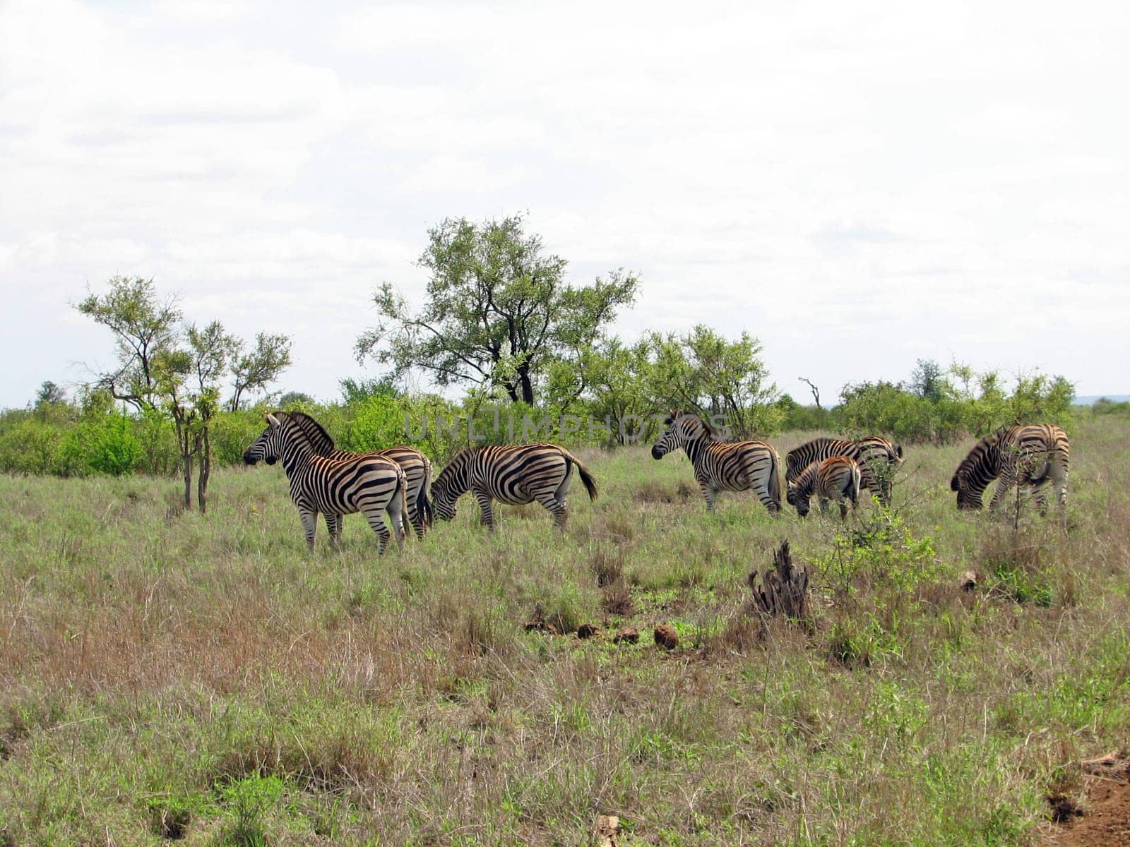 Zebra herd