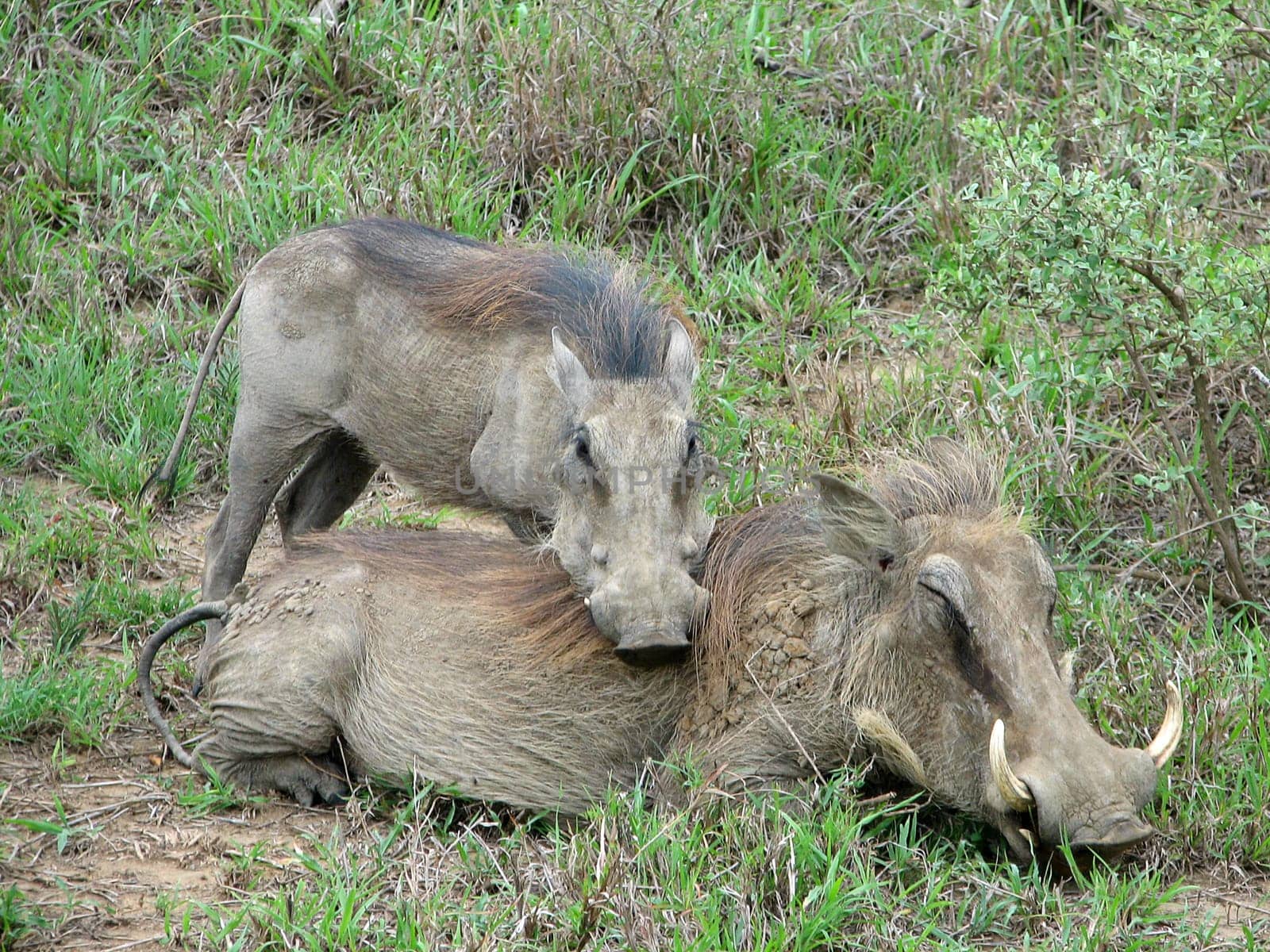 Warthogs in South Africa