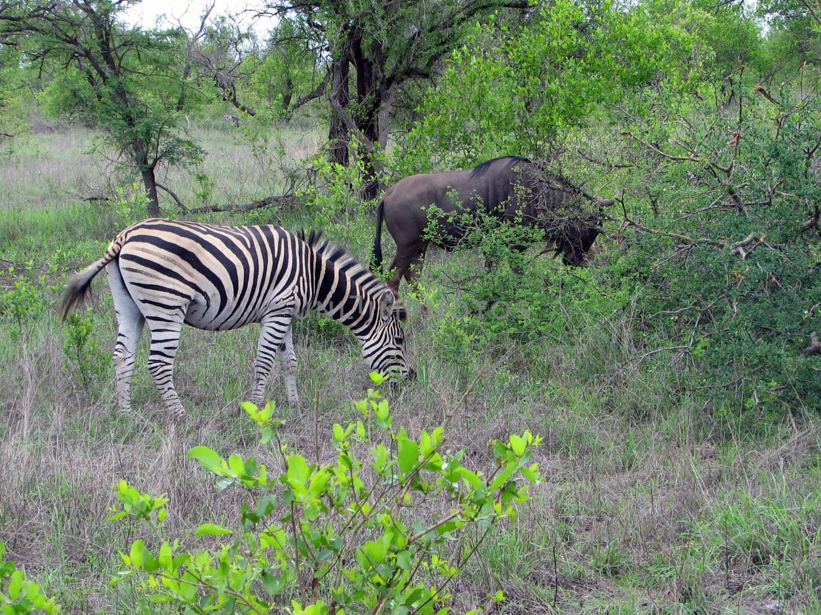 Zebra and wildebeest