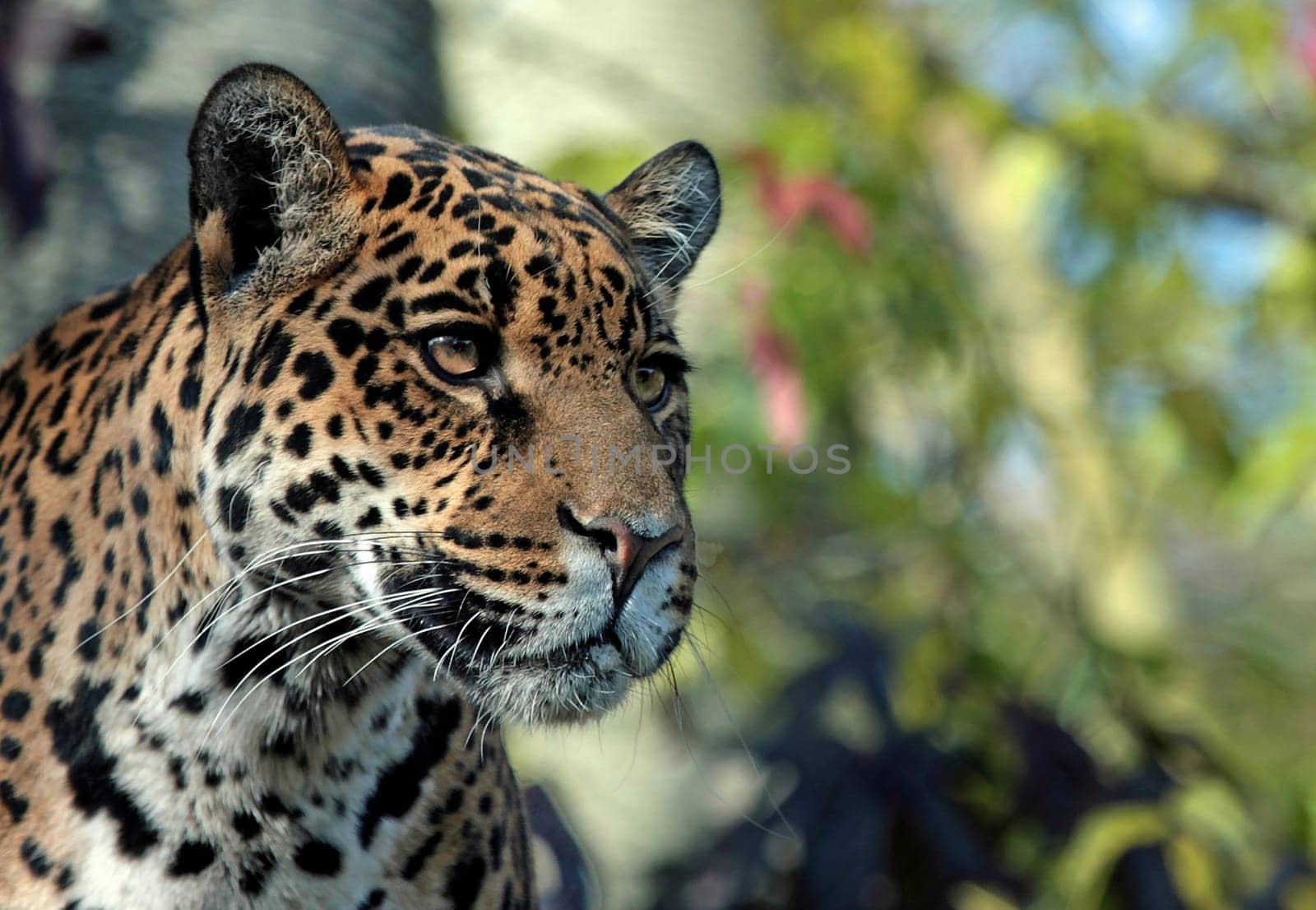 JaguarPortrait