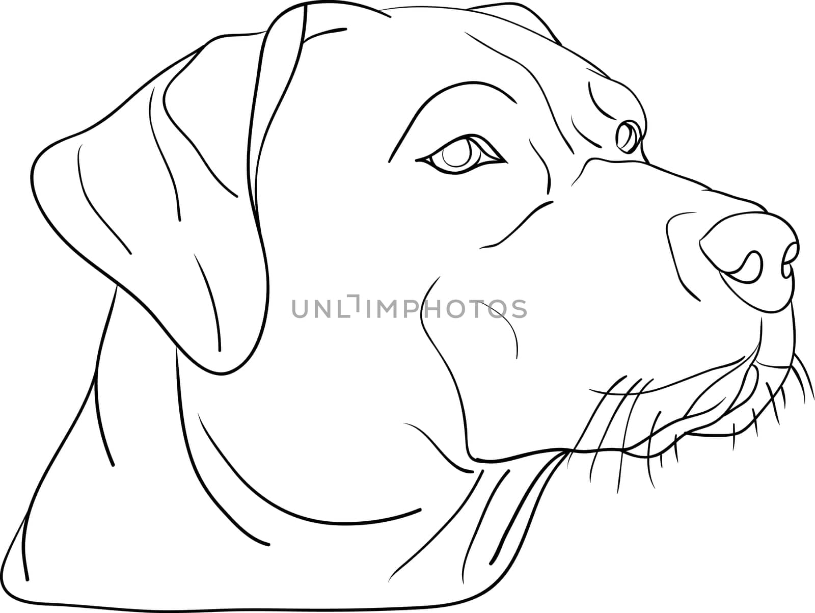 dog head