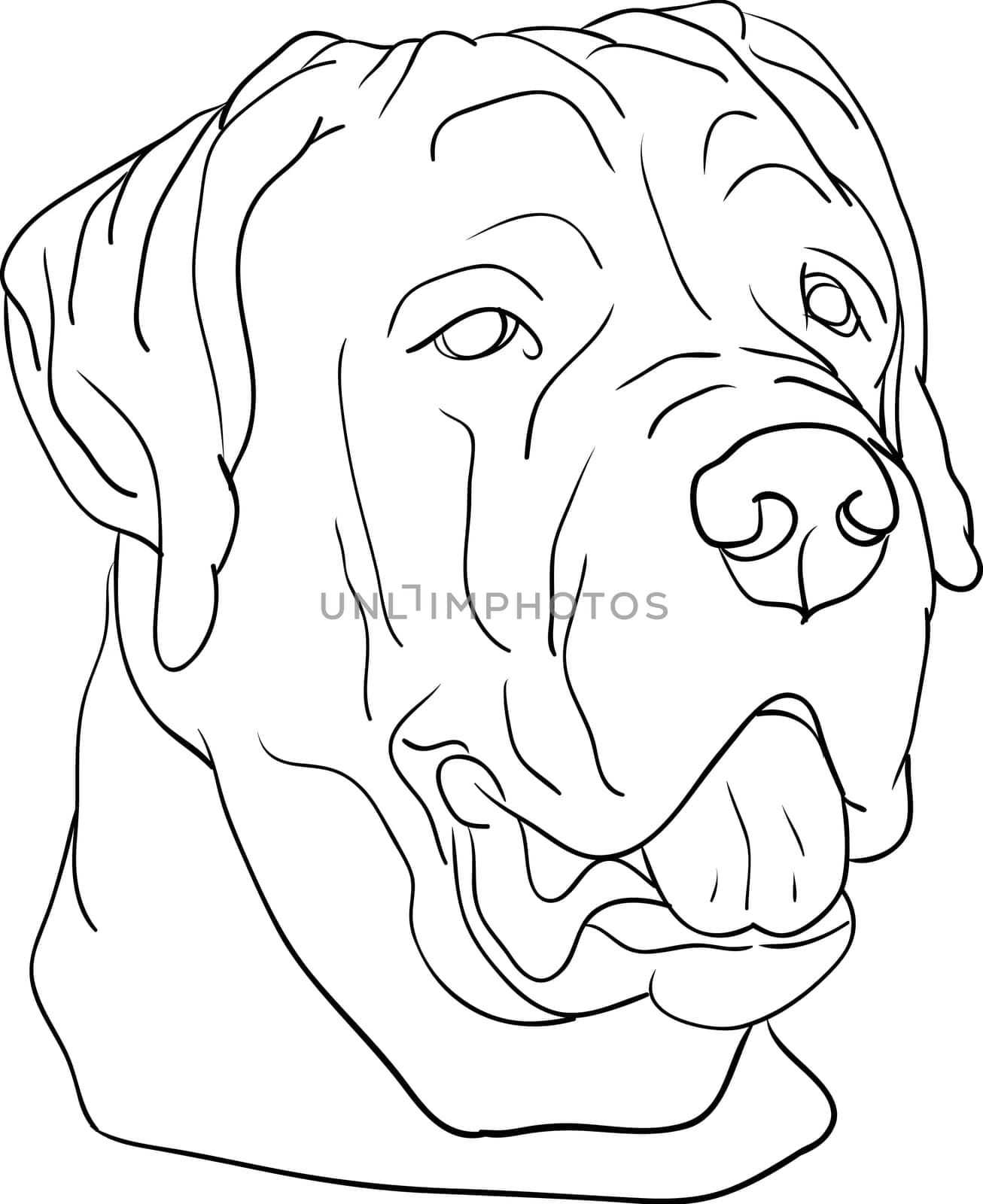 dog head