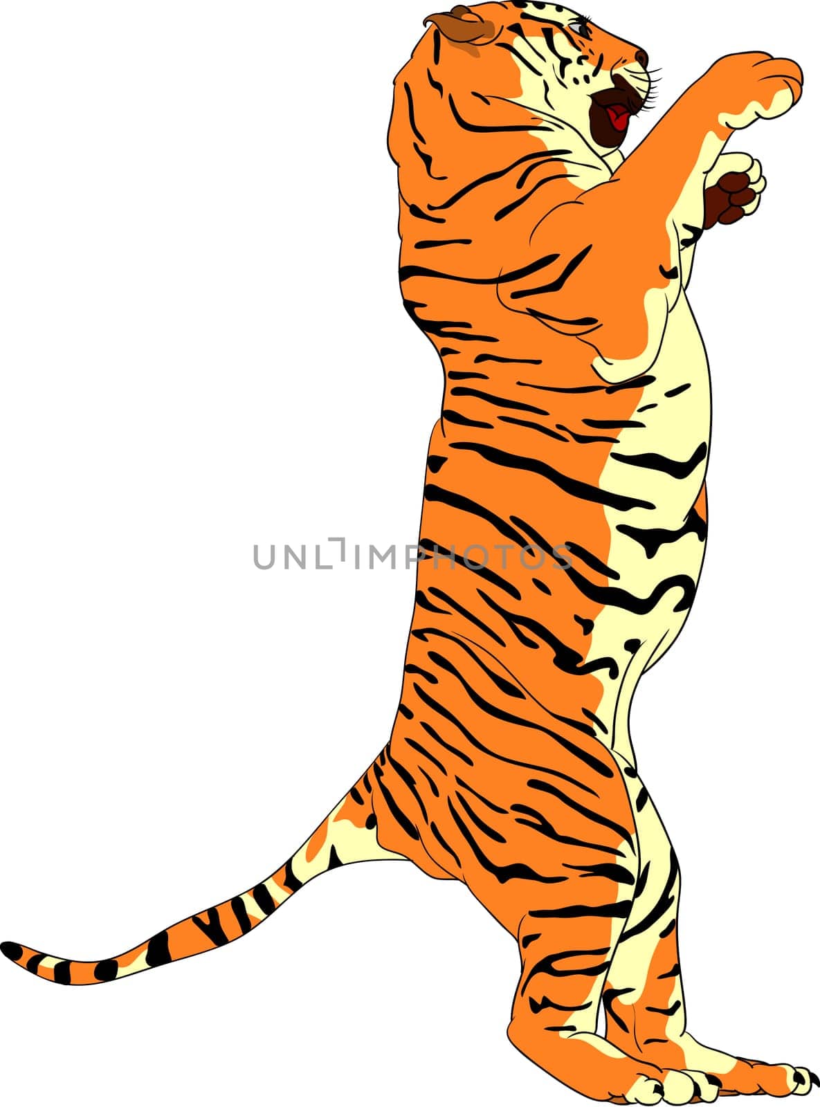 tiger