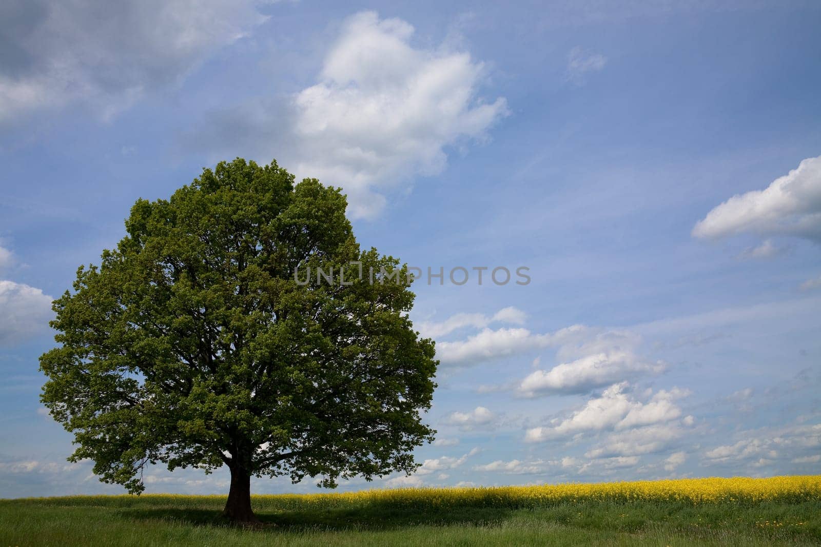 Linden tree