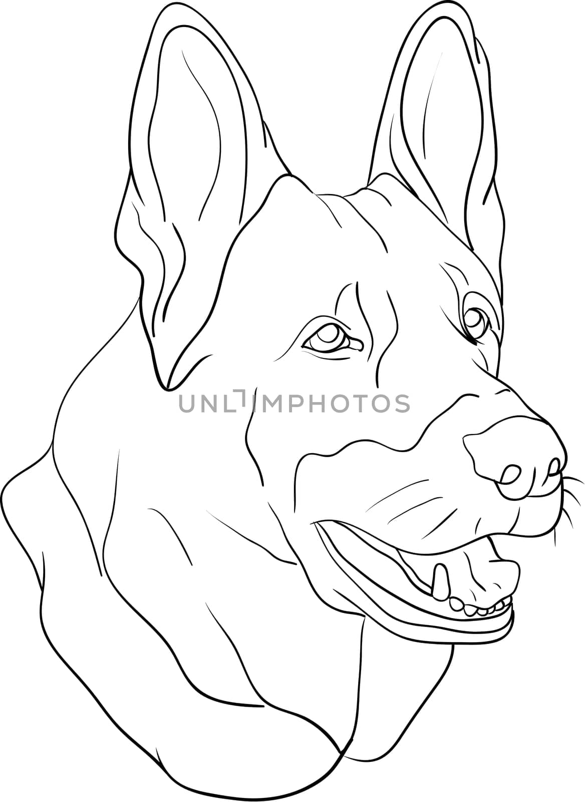 dog head