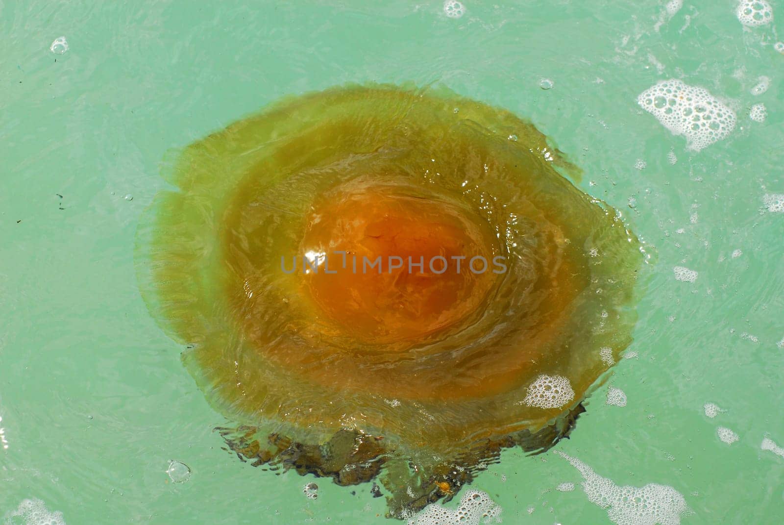 Fried egg jellyfish