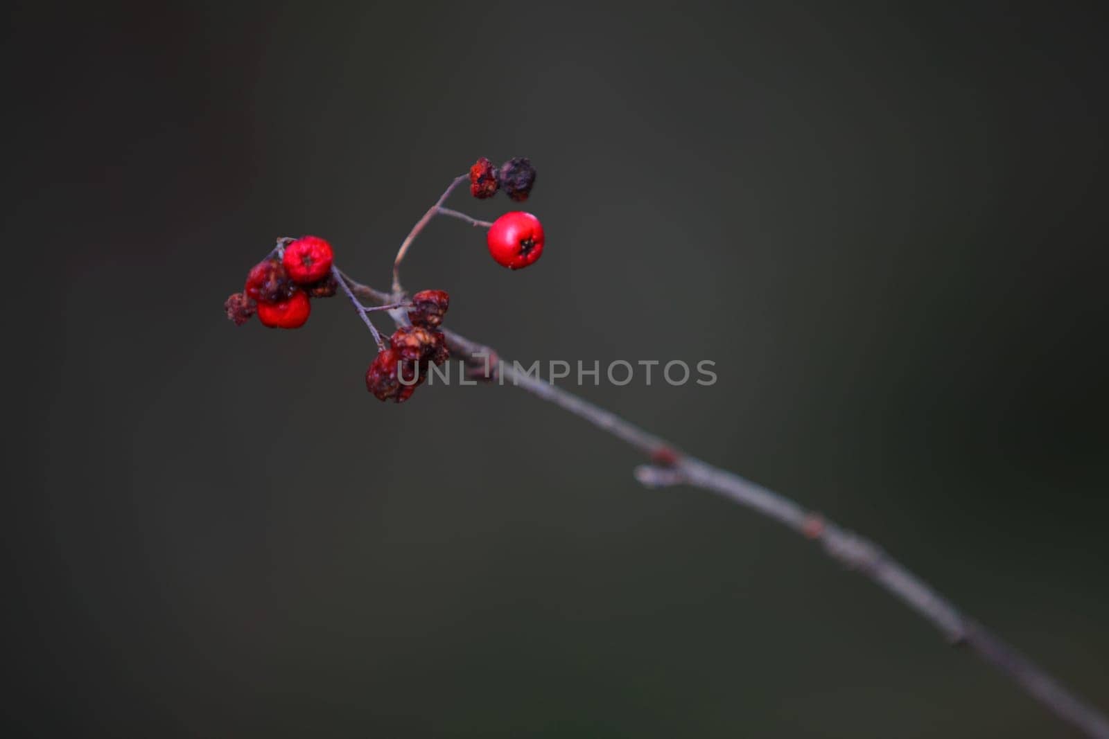 Transience