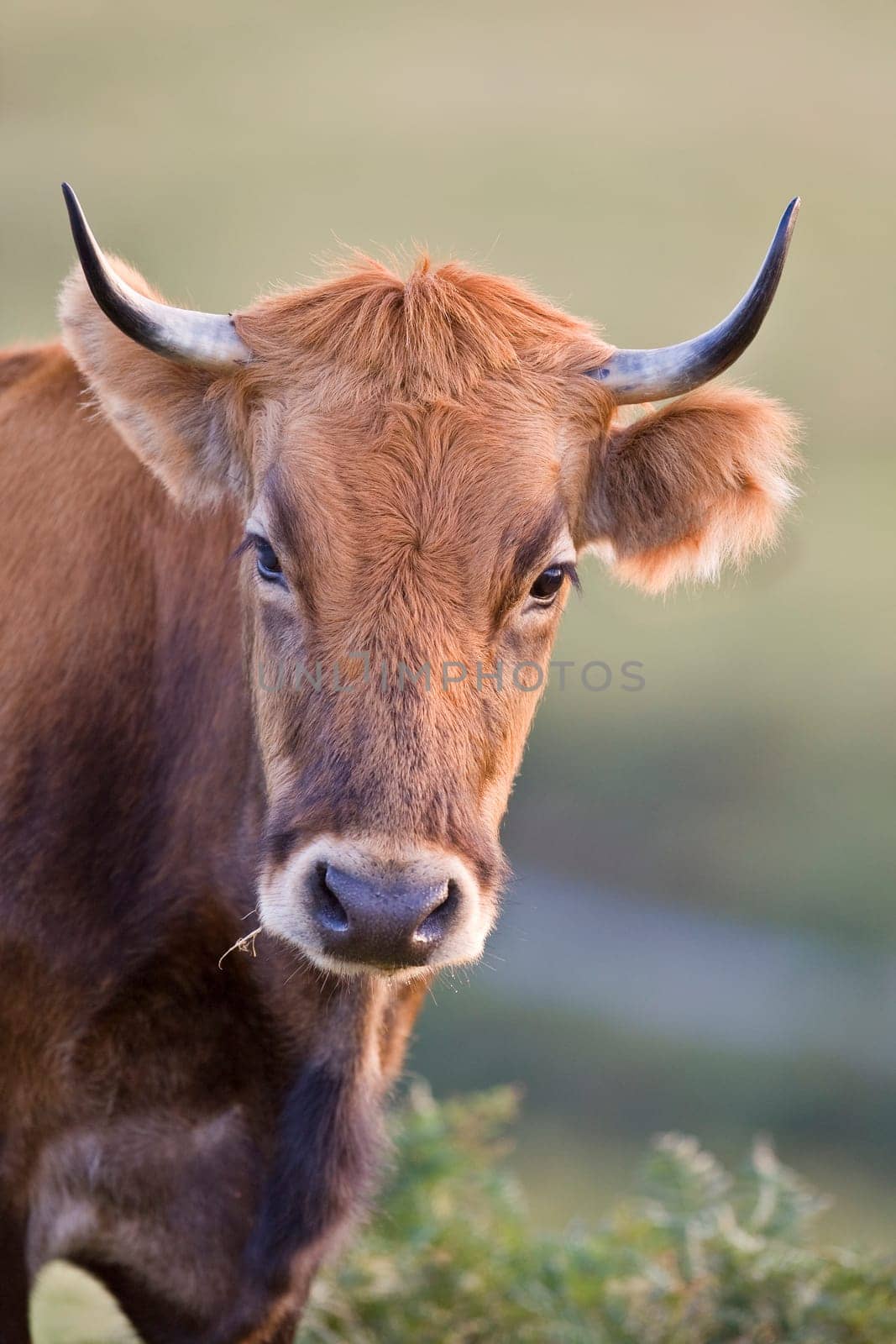 Cow portrait