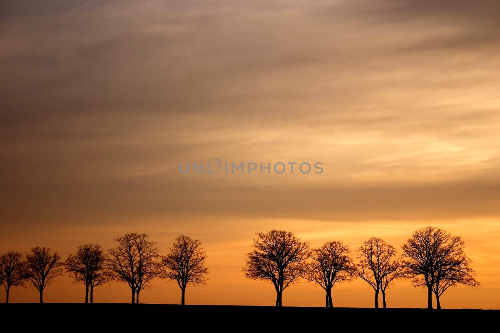 typical Brandenburg avenue at sunset