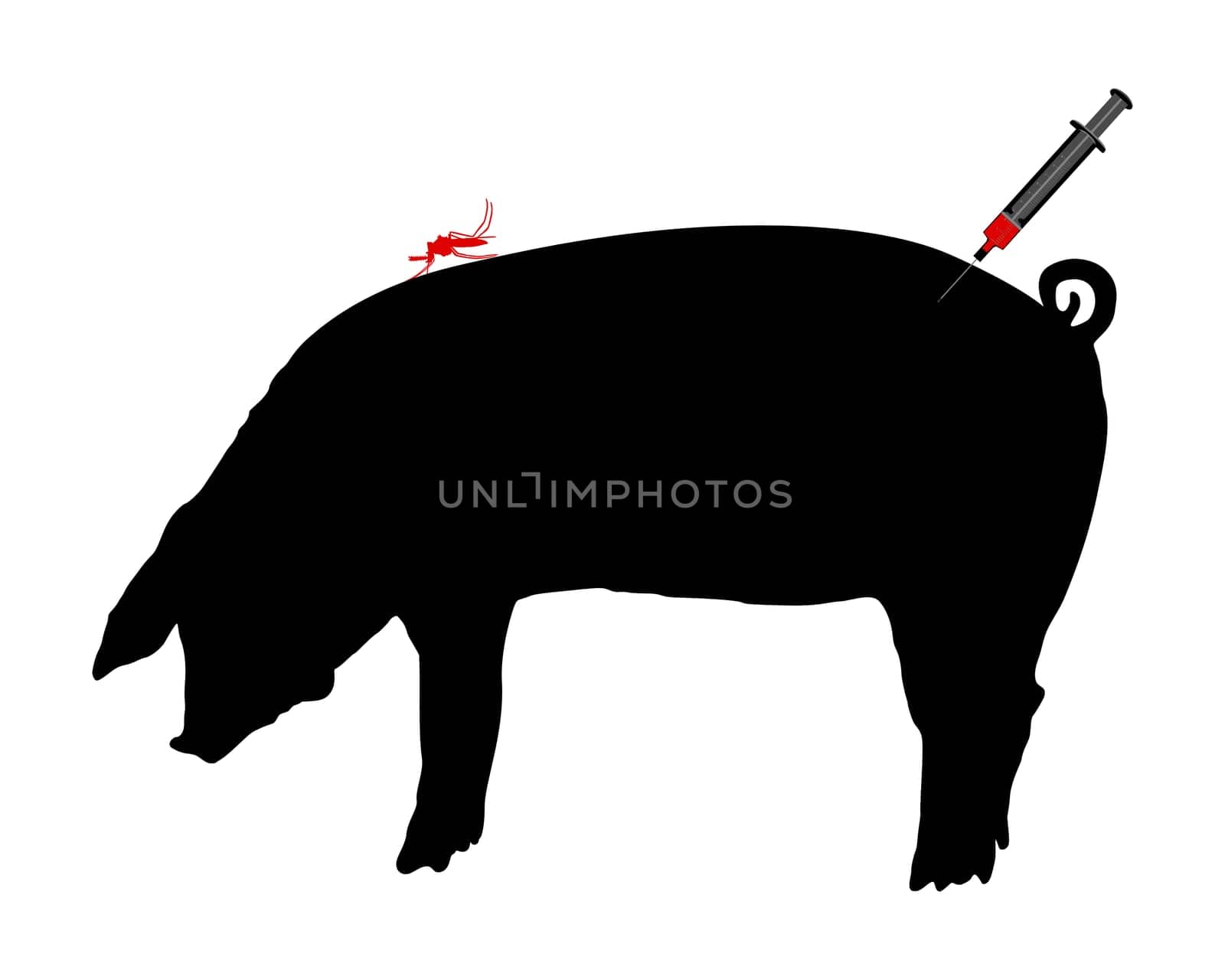 Pig gets vaccinated due to illness caused by mosquito bite